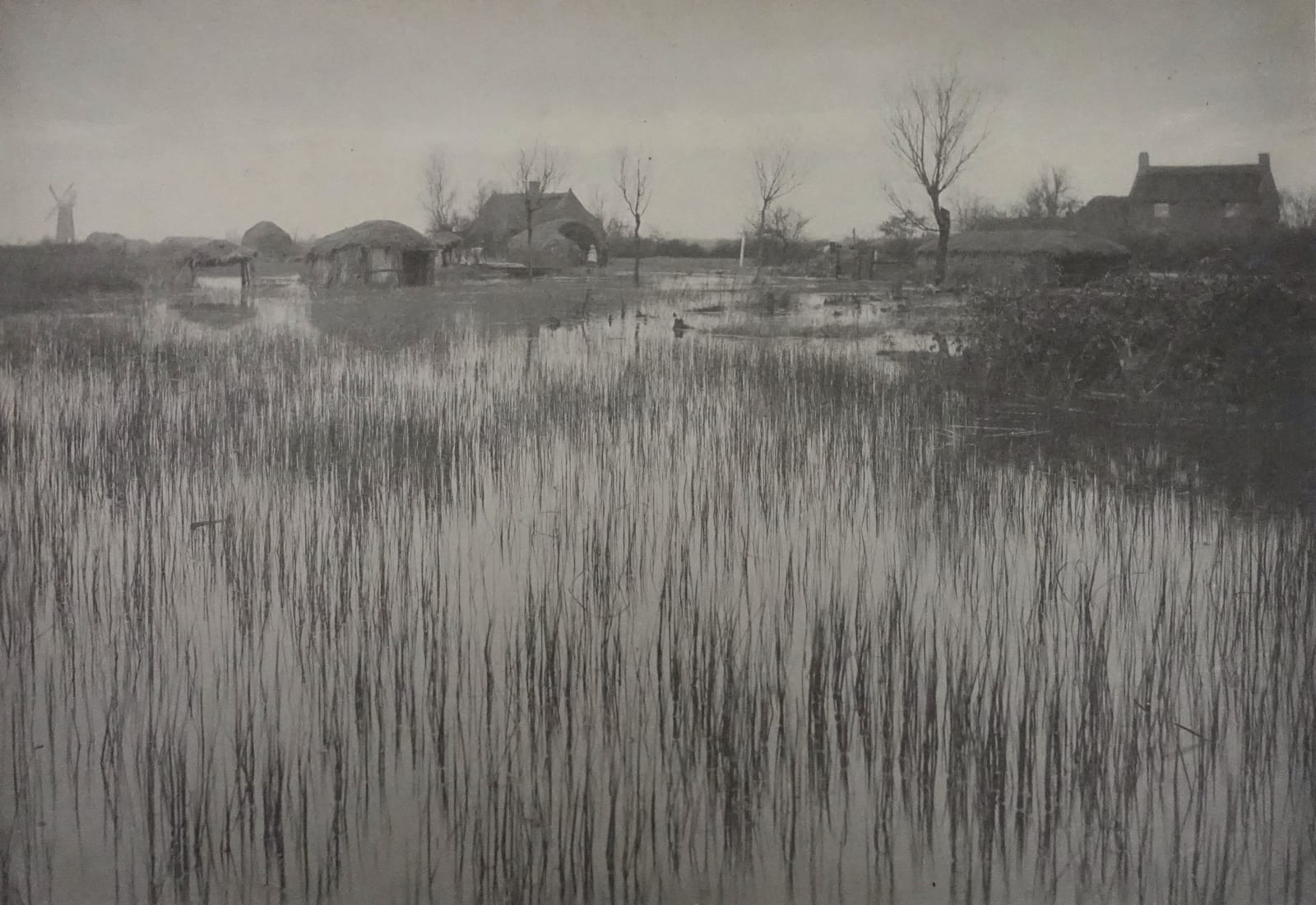 P. H. Emerson, A Rushy Shore, 1886