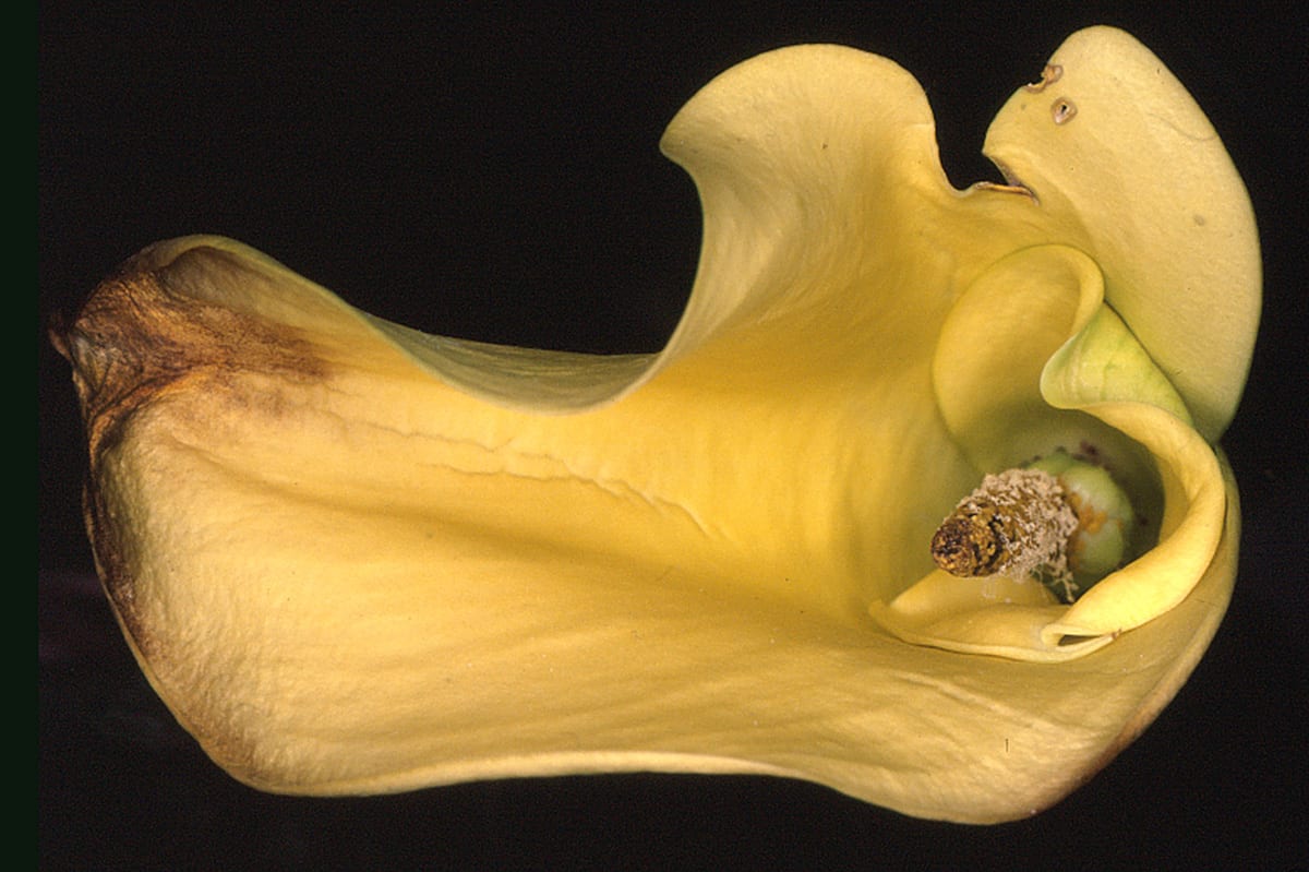 Nobuyoshi Araki, Flower Rondeau, 1997/2019