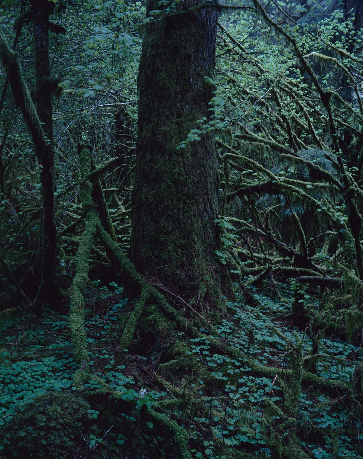 Yoshihiko Ueda, Quinault No. 23