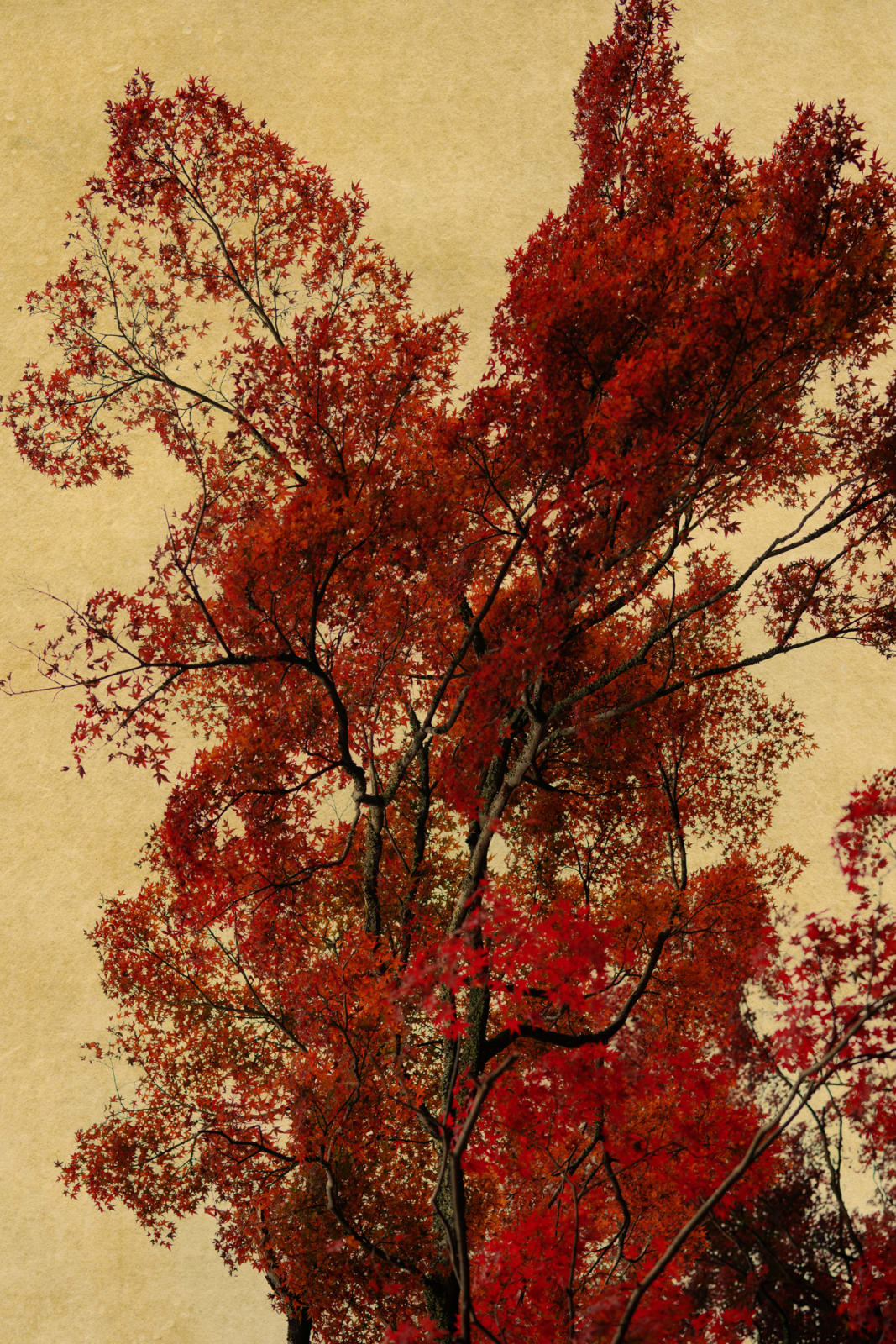 Albarrán Cabrera, The Mouth of Krishna, #804, 2019