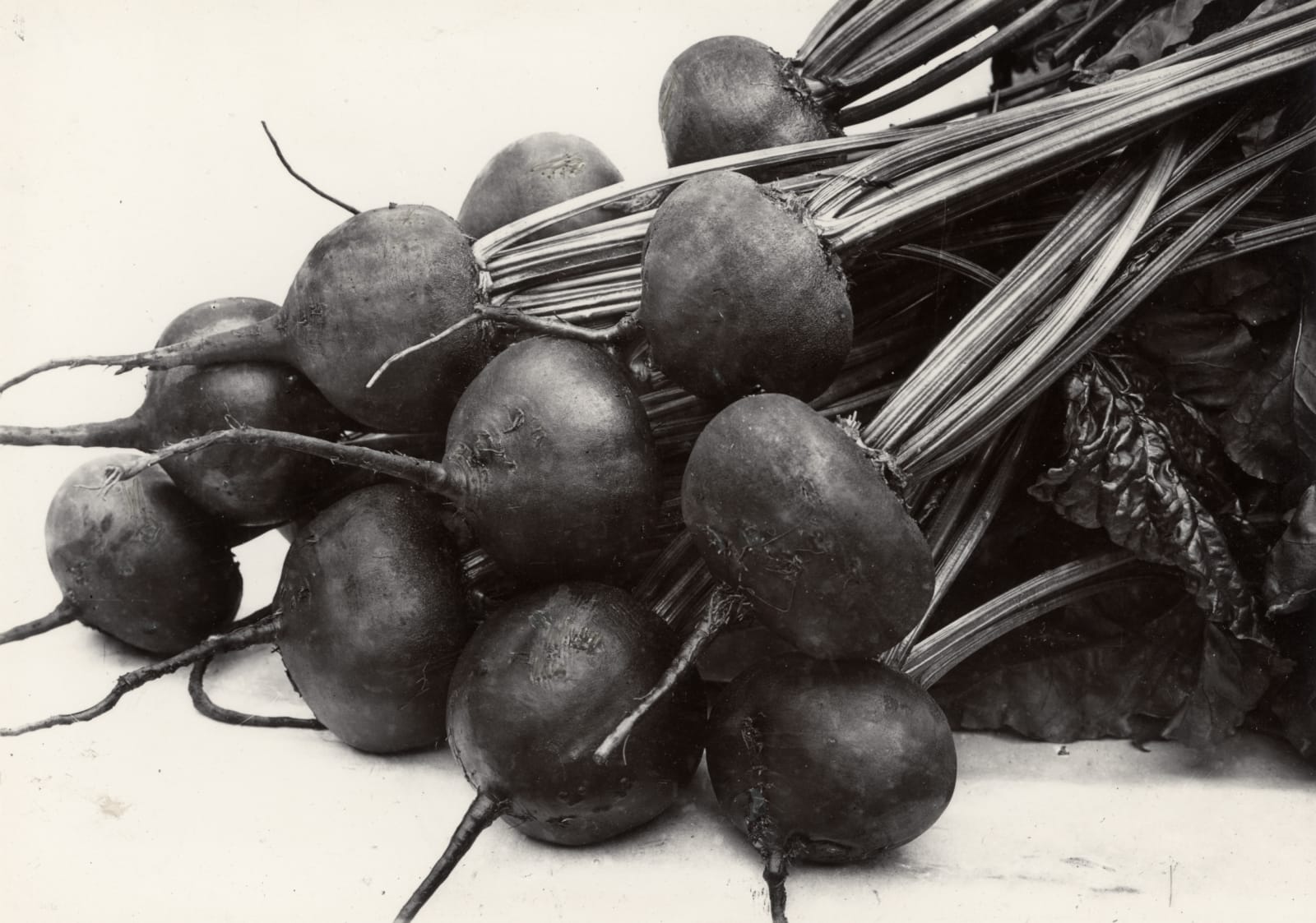 Charles Jones, Beet, Globe, c.1900