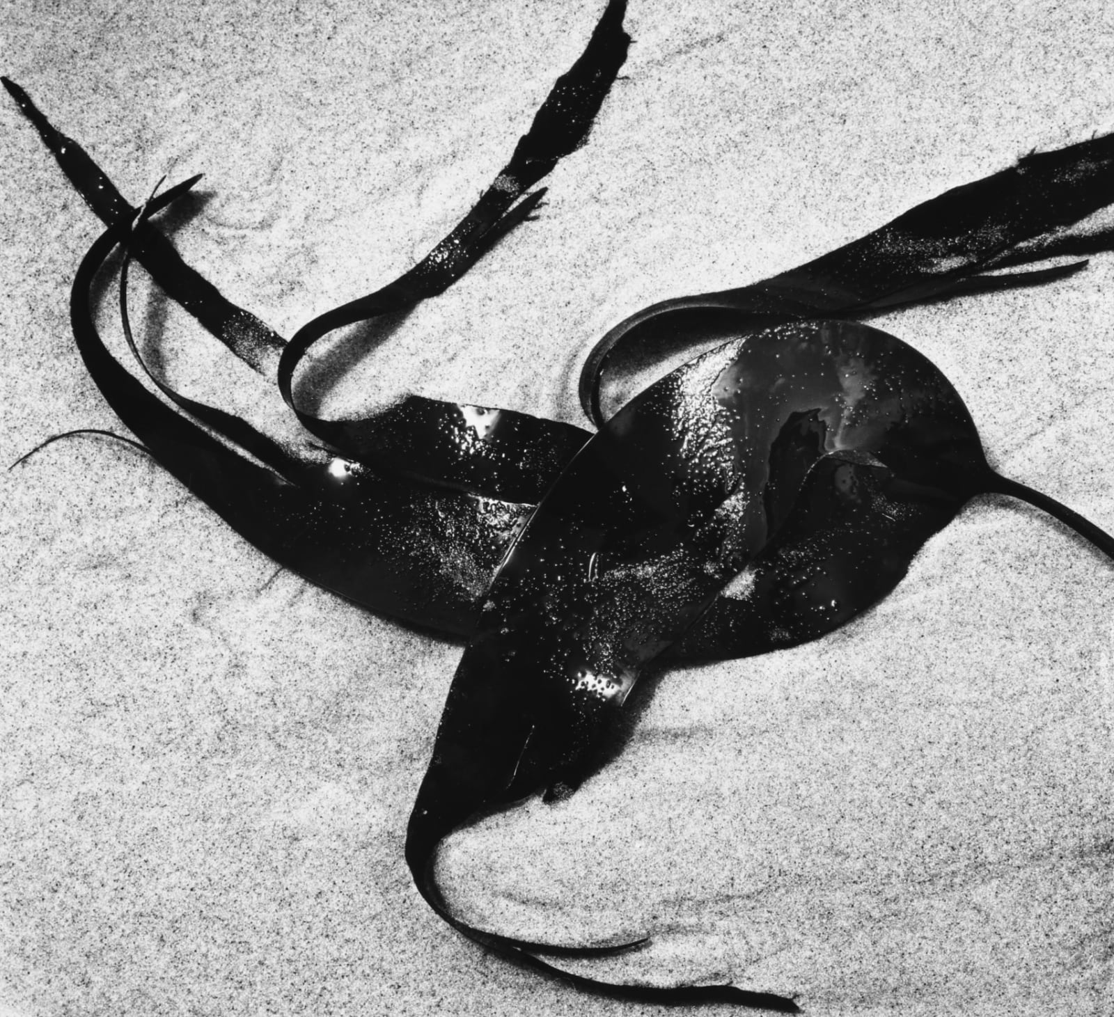 Brett Weston, Kelp, 1974