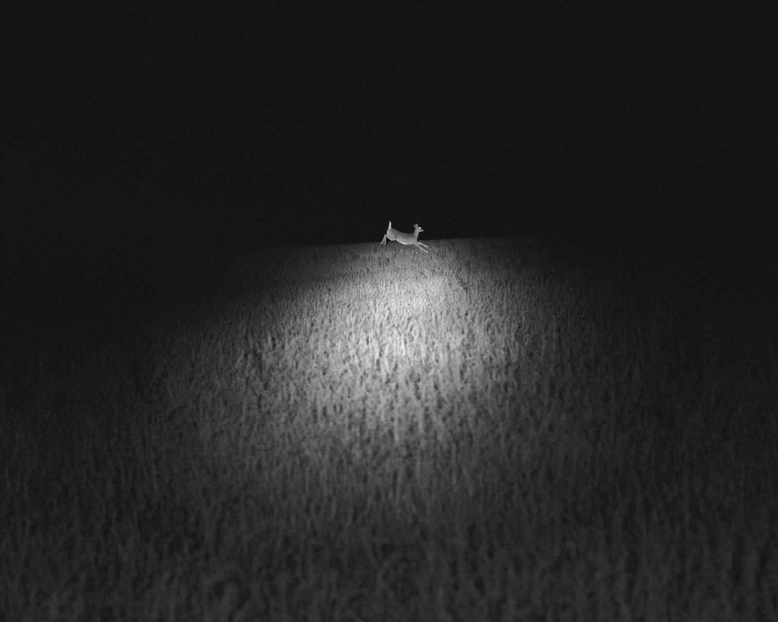 Erinn Springer, Leaping Doe, from the series Dormant Season, 2020