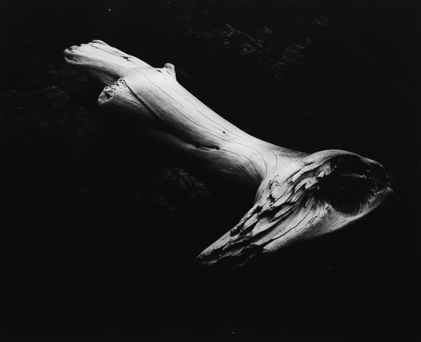 Edna Bullock, Driftwood, 1978