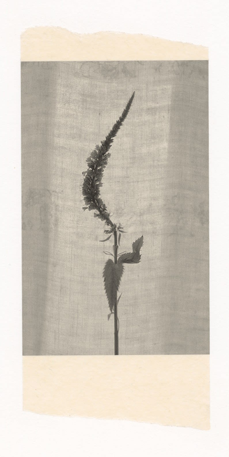 Wesley Stringer, Desire Path: Petals, Fins and Feathers #080, 2017