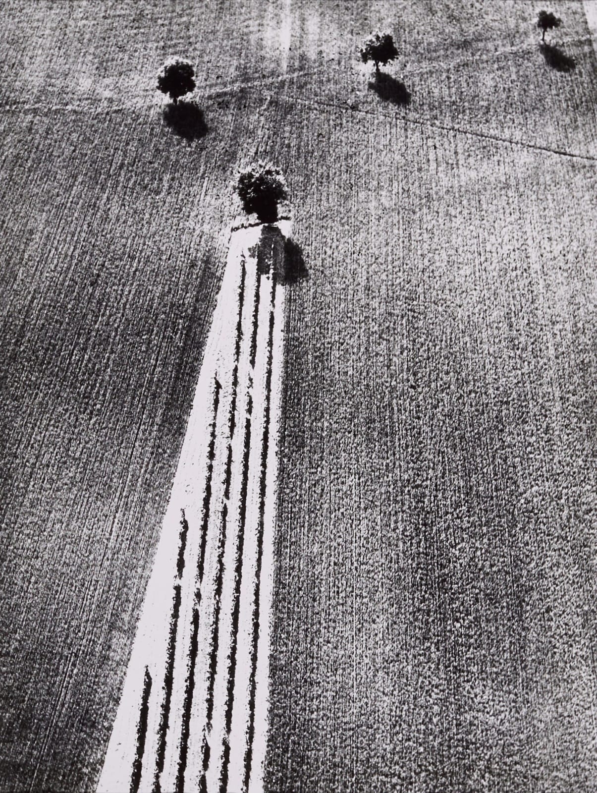 Mario Giacomelli, Presa di Cosienza Sulla Natura – (Epiphany and Nature), 1979