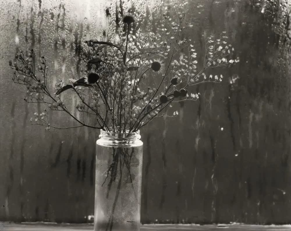 Paul Caponigro, Wild Flowers / Wet Window, Cape Cod, MA, 1958