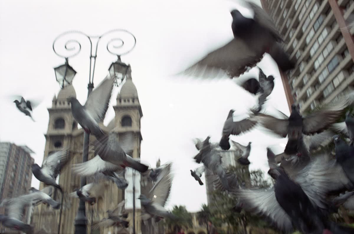 Matthew Phipps, The Pigeons in Plaza Sacramento, Santiago De Chile, 2014