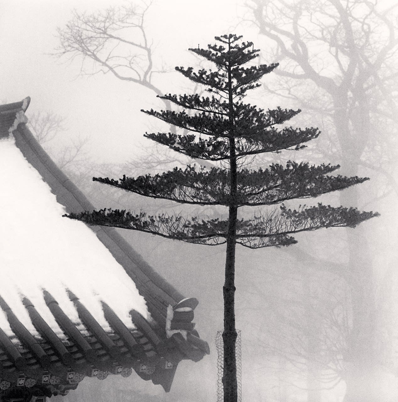 Michael Kenna, Temple Tree, Jonjaanjii, Jeju Island, South Korea, 2012, printed 2012