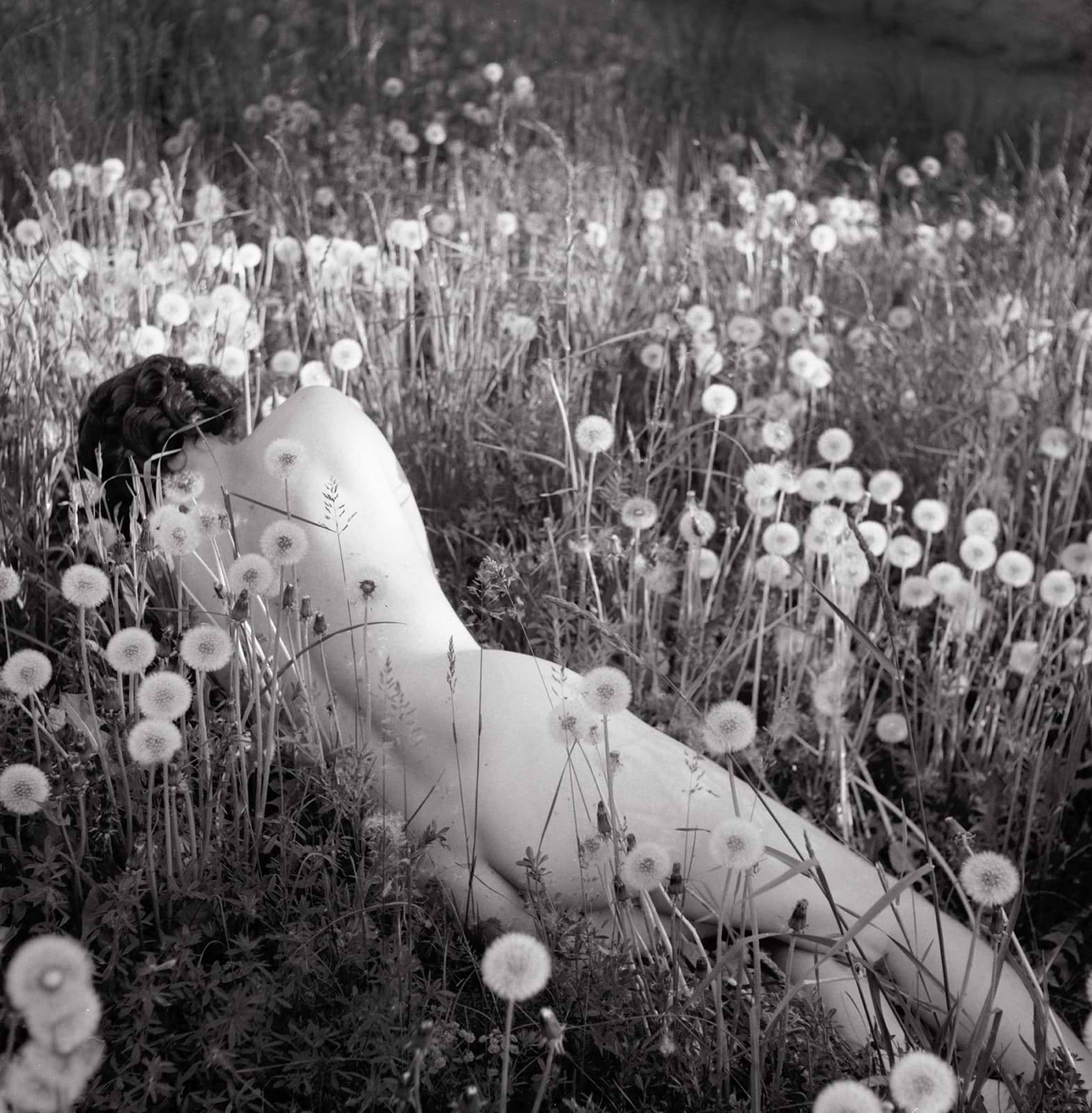 Emma Hartvig, Dandelions, 2025