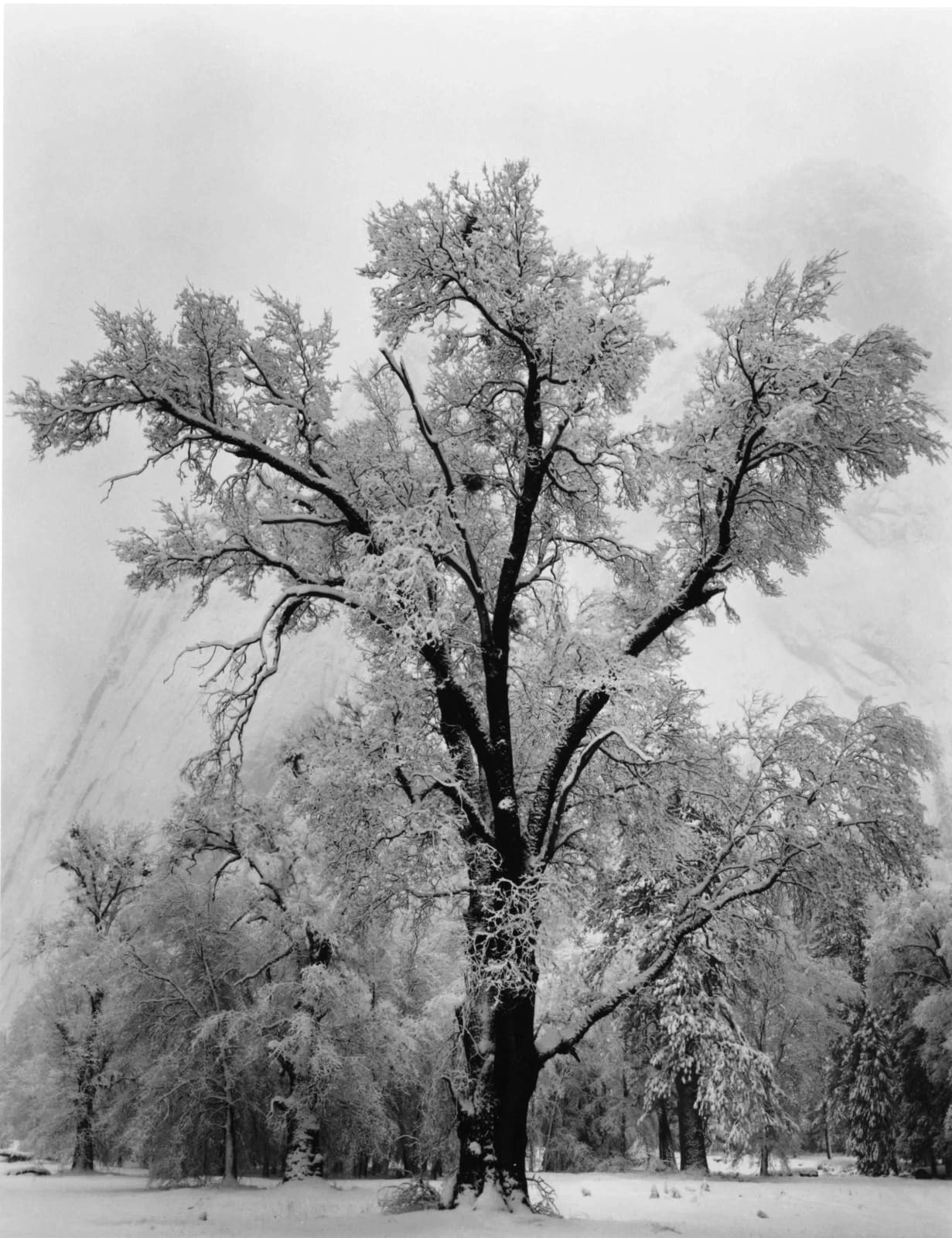 Ansel Adams, Oak Tree, Snowstorm, Yosemite National Park, California, 1948, printed 1970's