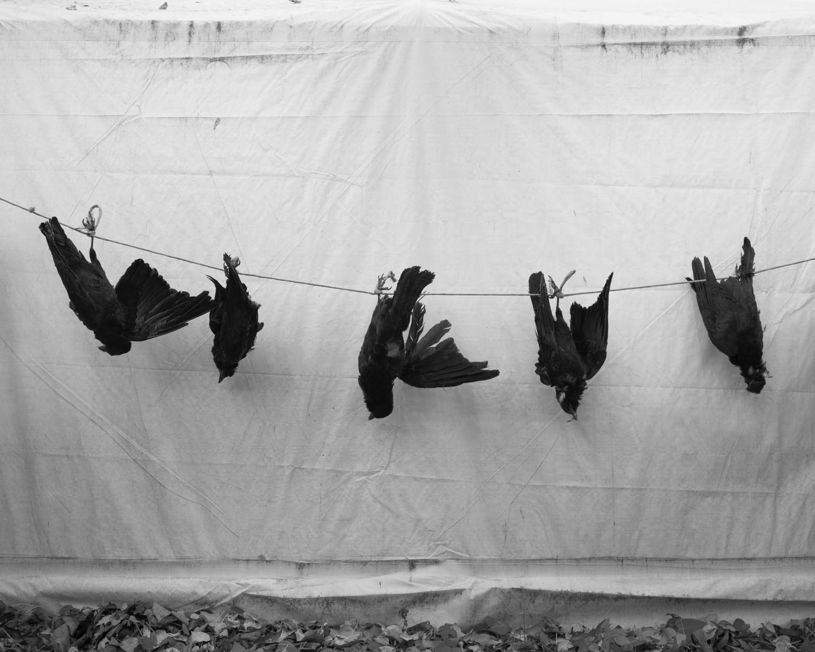 Erinn Springer, Kid's Crows, from the series Dormant Season, 2022