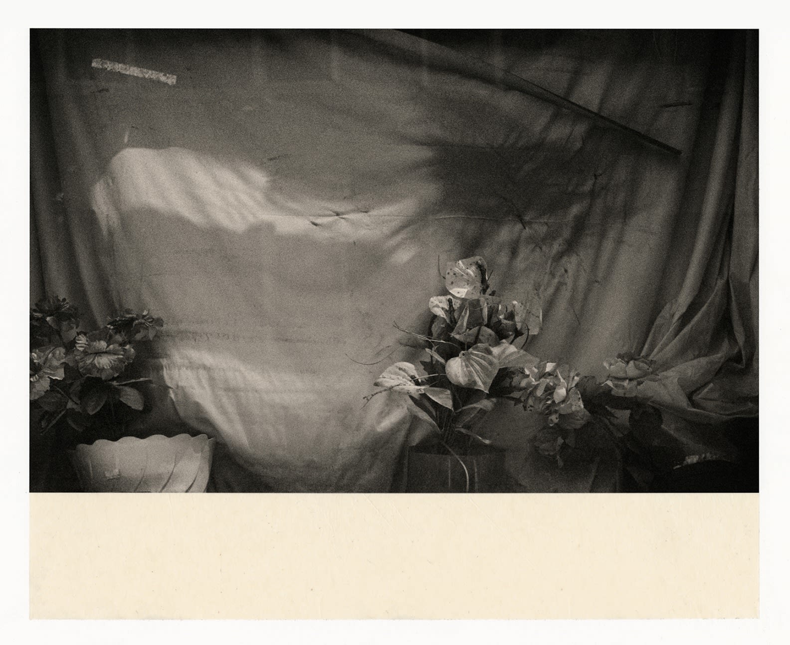 Wesley Stringer, Desire Path: Petals, Fins and Feathers #003, 2019