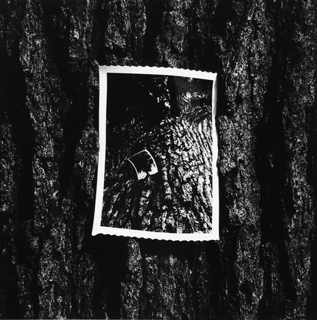 Kenneth Josephson, Trees, Chicago, 1964