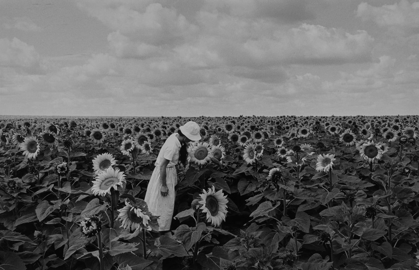 Edouard Boubat, Champs de Tournesols (Sunflower Fields), Ile de France, 1987