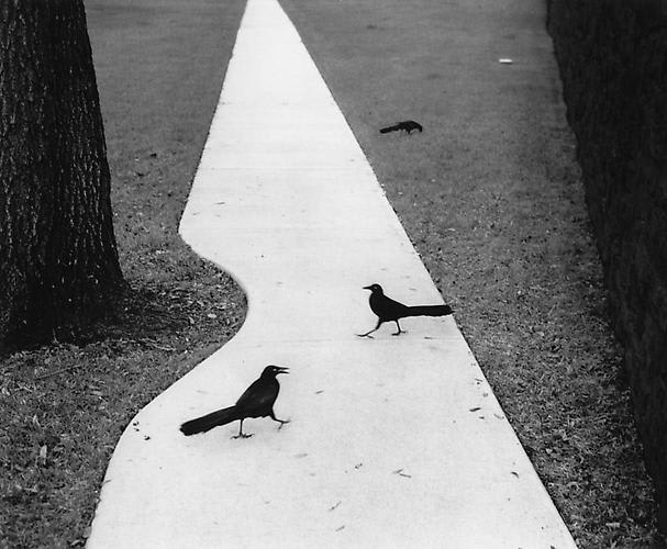 Pentti Sammallahti, Houston, Texas (Two Birds on Path), c. 1980