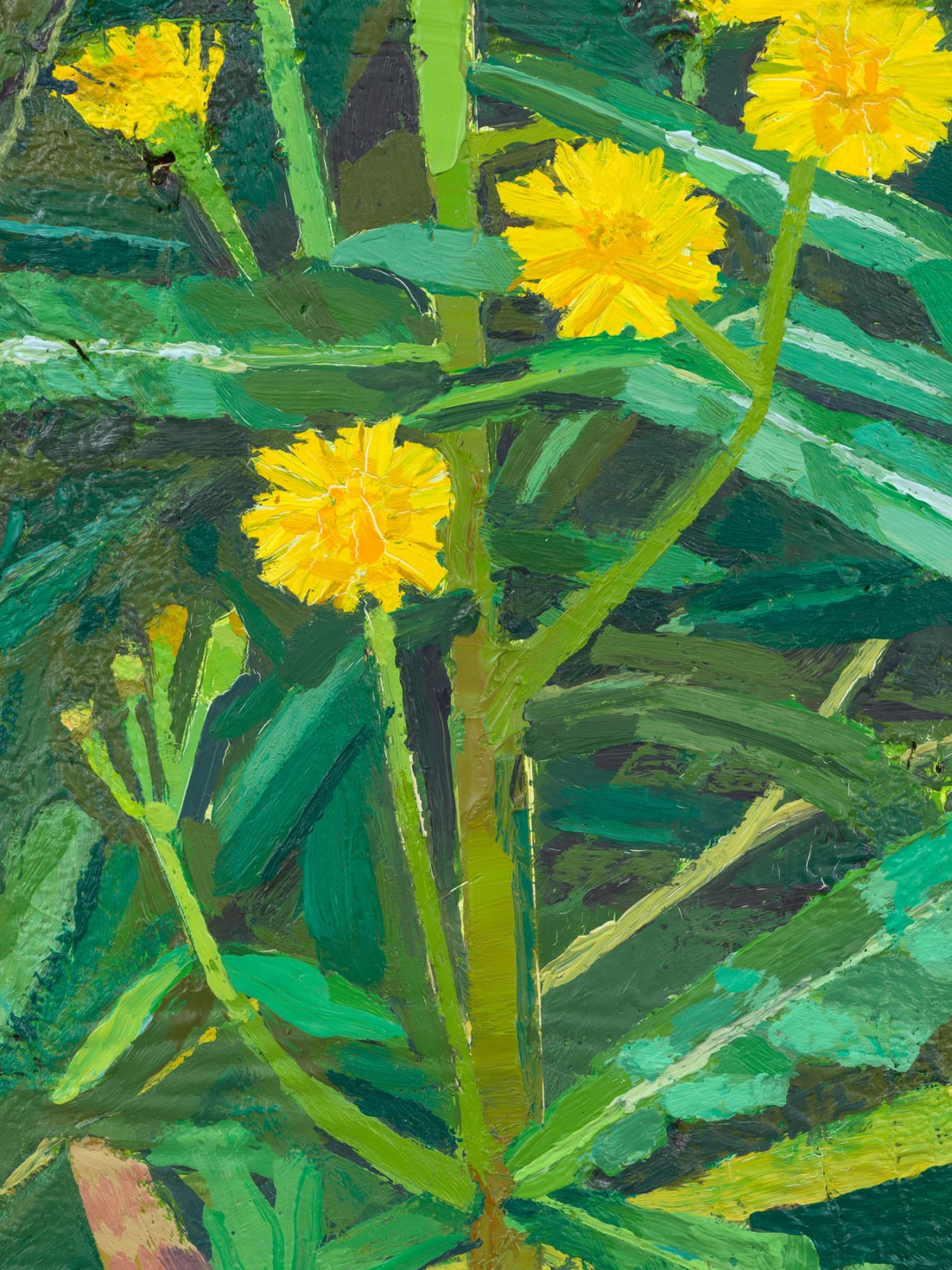 MATHIEU CHERKIT, Sonchus Oleraceus, 2024