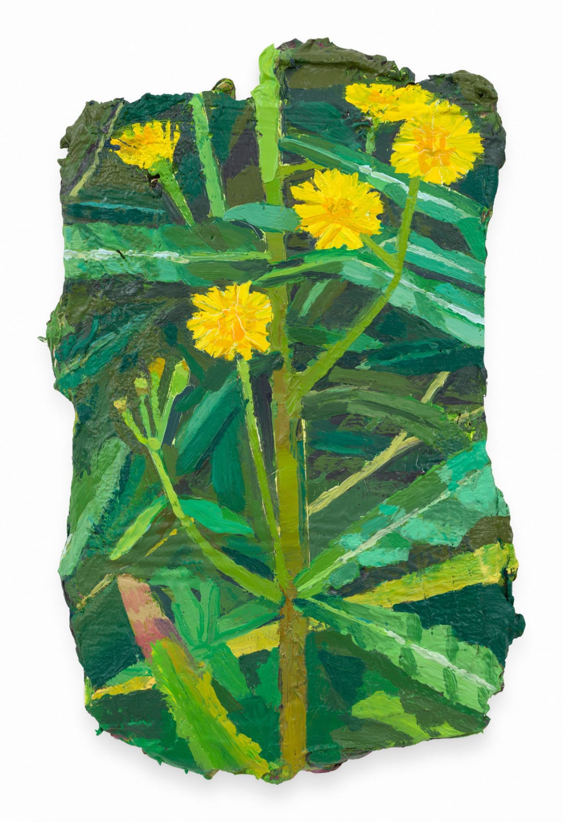 MATHIEU CHERKIT, Sonchus Oleraceus, 2024