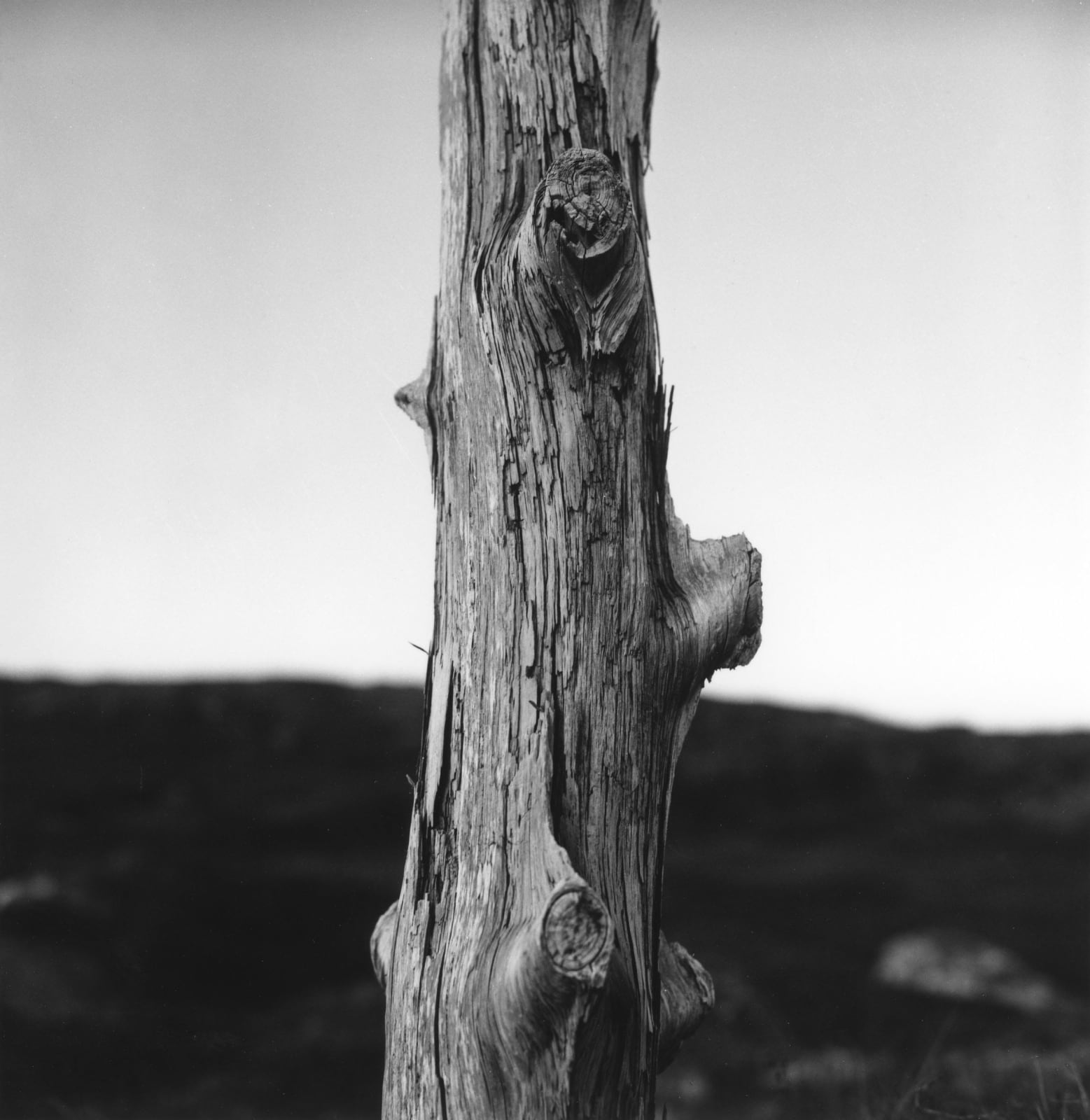 克里斯托弗．戴樂, 《朗加半島，冰島》 Langanes, Iceland , 2021