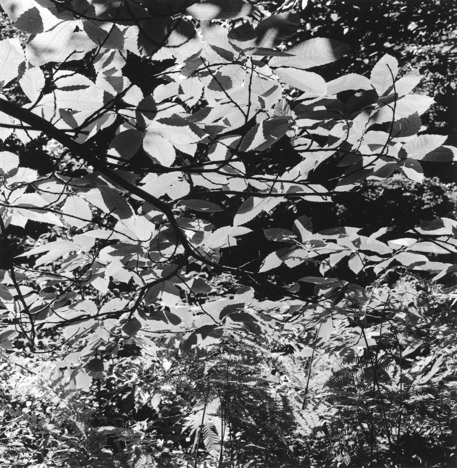 克里斯托弗．戴樂, 《聖日爾曼德卡爾貝爾特，塞文山，法國》 St Germain de Calbert, Cevennes, France, 2015