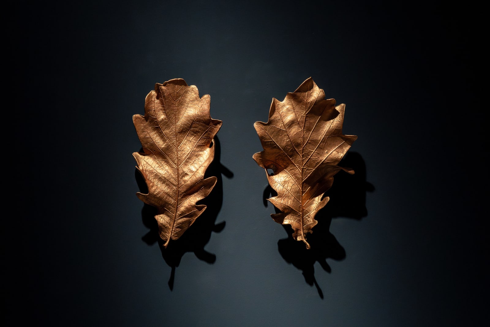 大卷伸嗣, 橡樹葉-必然 Oak Leaf -the Given, 2023