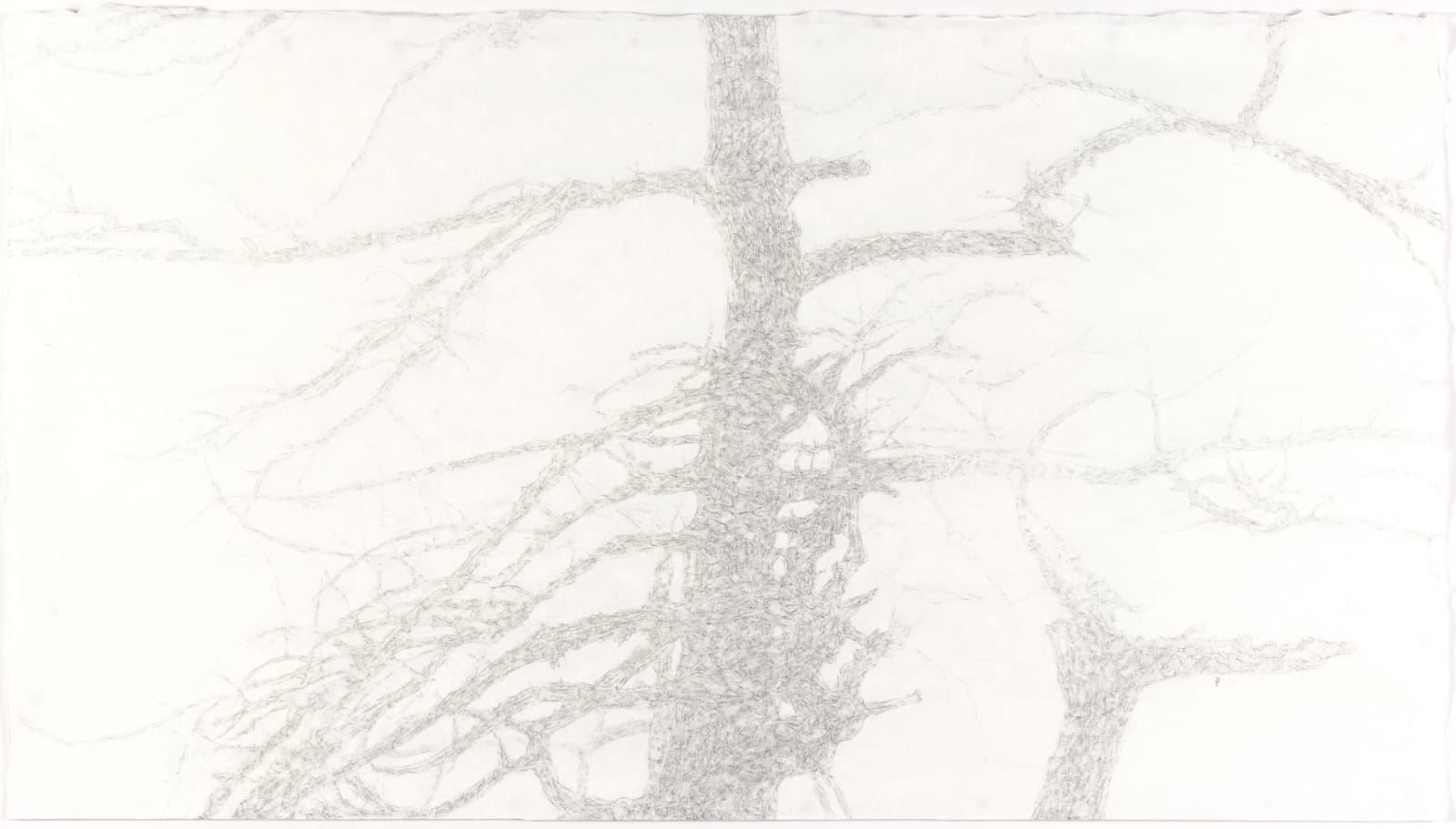 石晉華, 《犧牲樹 正傳》The Sacrifice Tree, 2016