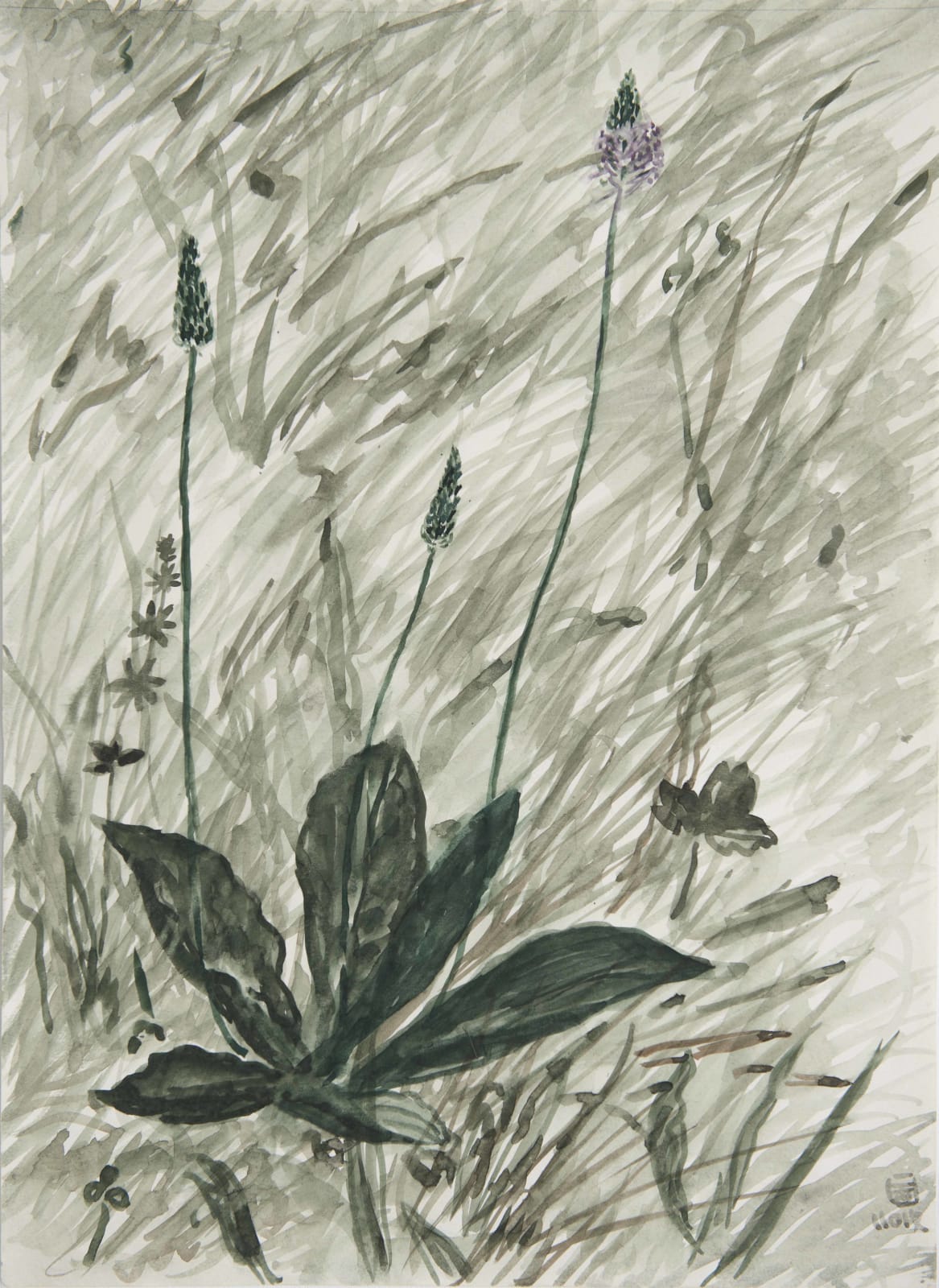 林銓居, 《車前草之三》 Plantago Asiatica III, 2019