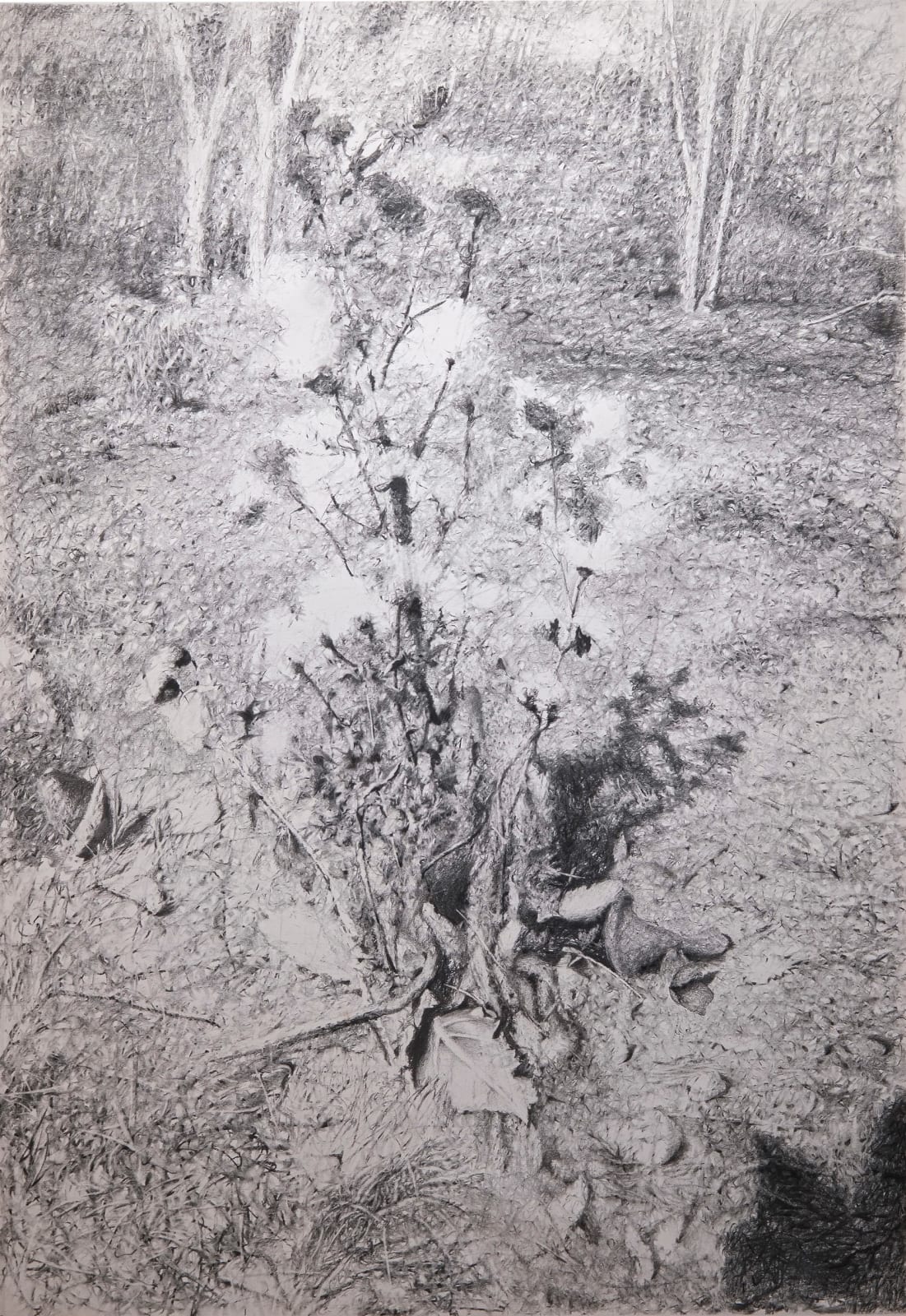 丹．馬諸卡, 《荊棘》Bramble, 2022