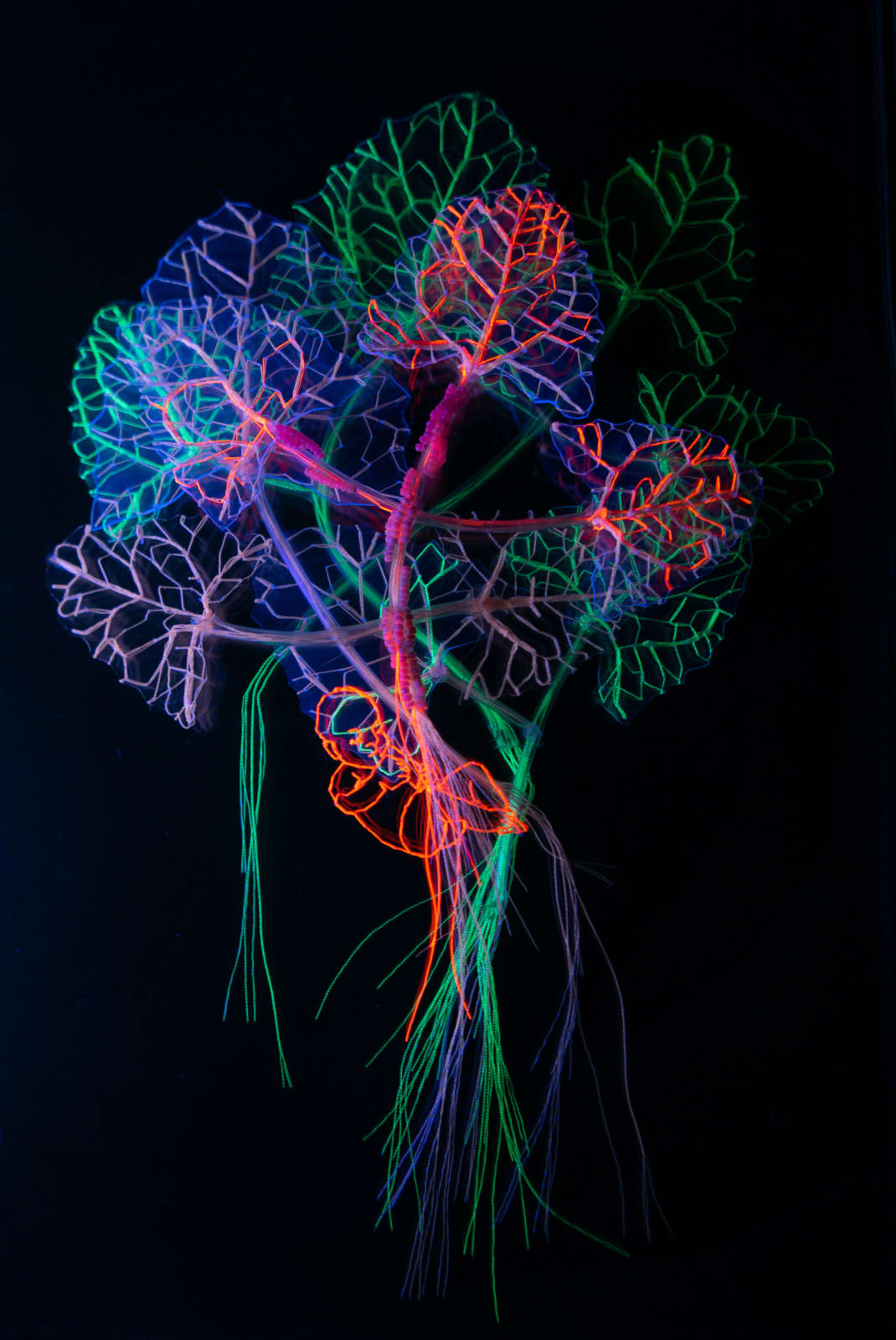 安德利亞・梅達爾, 《未來遺緒中的植物標本集 3》 Herbarium with Plants left over from the Future 3, 2023