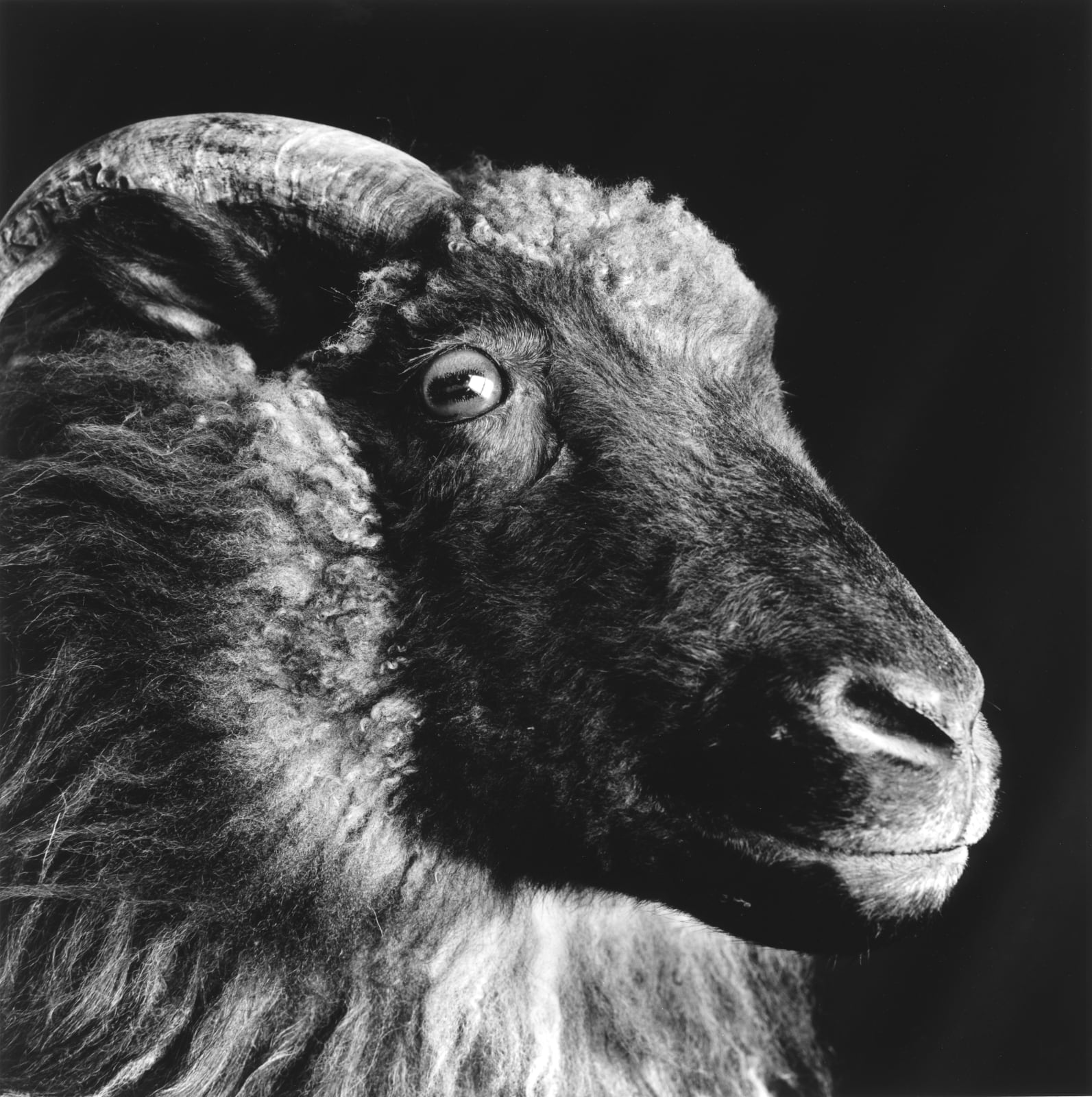 克里斯托弗．戴樂, 《領頭羊,Svalbarð Þistilfjörður 》 Leader sheep (Forystufé), Svalbarð, Þistilfjörður, 2014