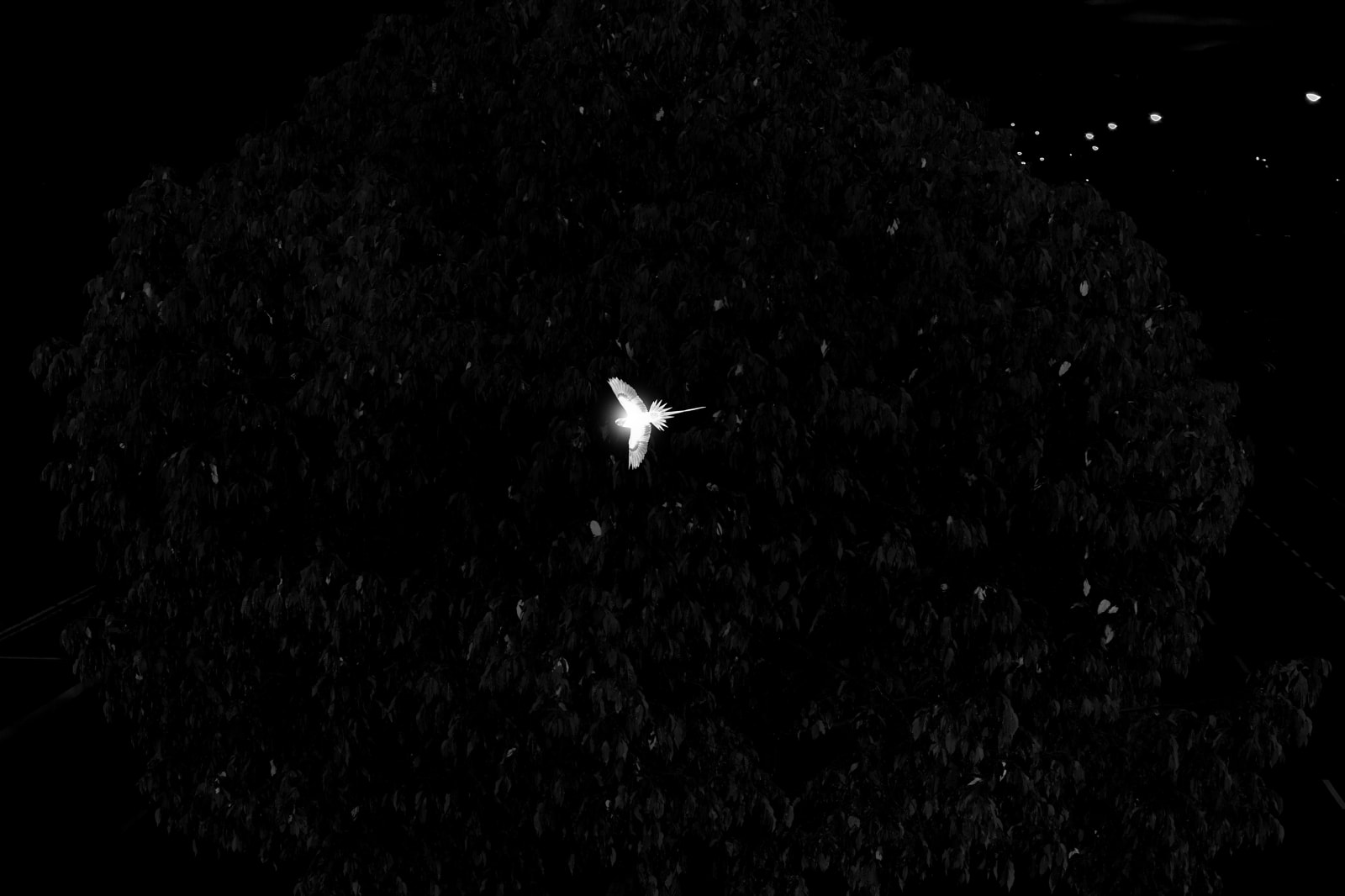 趙仁輝, 《鸚鵡計數 II，新加坡》 Parrot Count II, Singapore, 2019