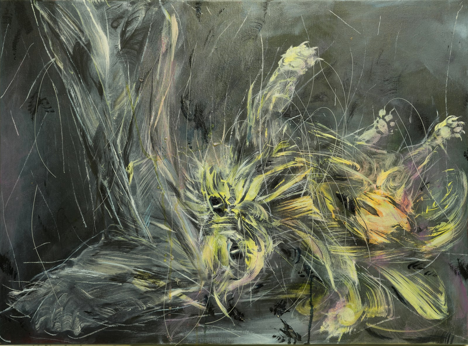 謝鴻均, 《病貓》 Sick Cat, 2024