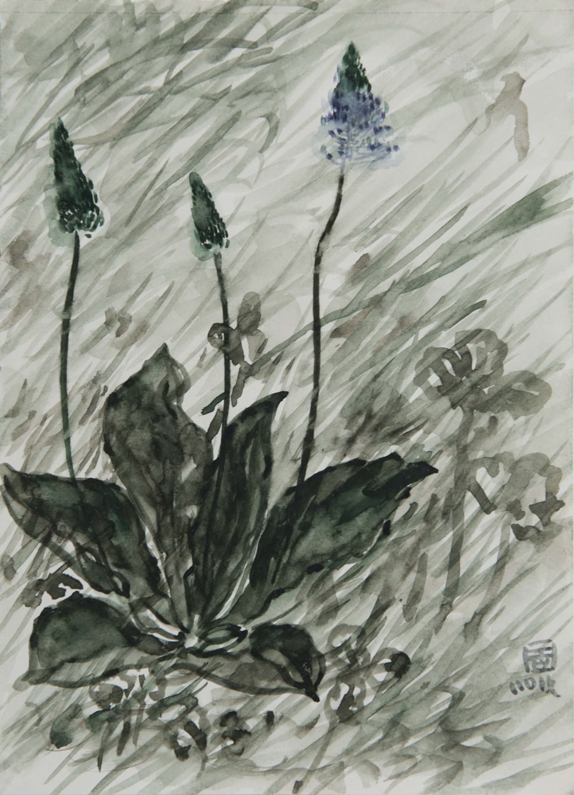 林銓居, 《車前草之二》 Plantago Asiatica II, 2019
