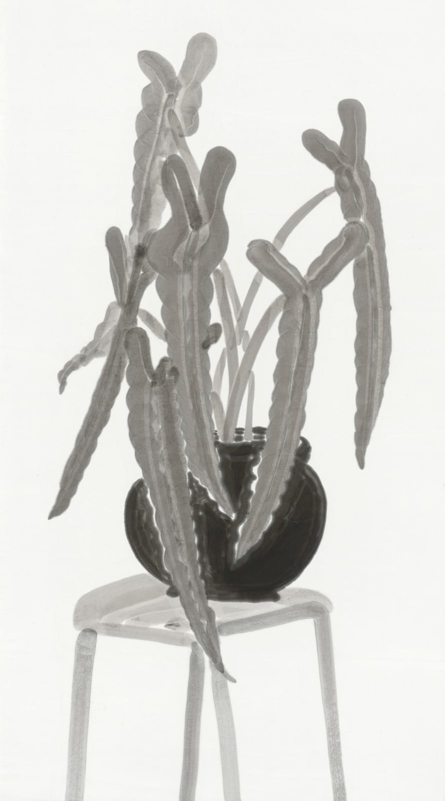楊寓寧, 《椅子上的聖靈蔓綠絨》 Philodendron Spiritus-Sancti on a Chair, 2025