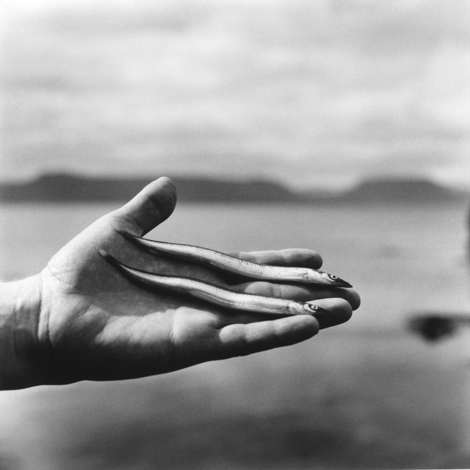 克里斯托弗．戴樂, 《沙鰻》 Sandeels in Steinar’s hand , 2016