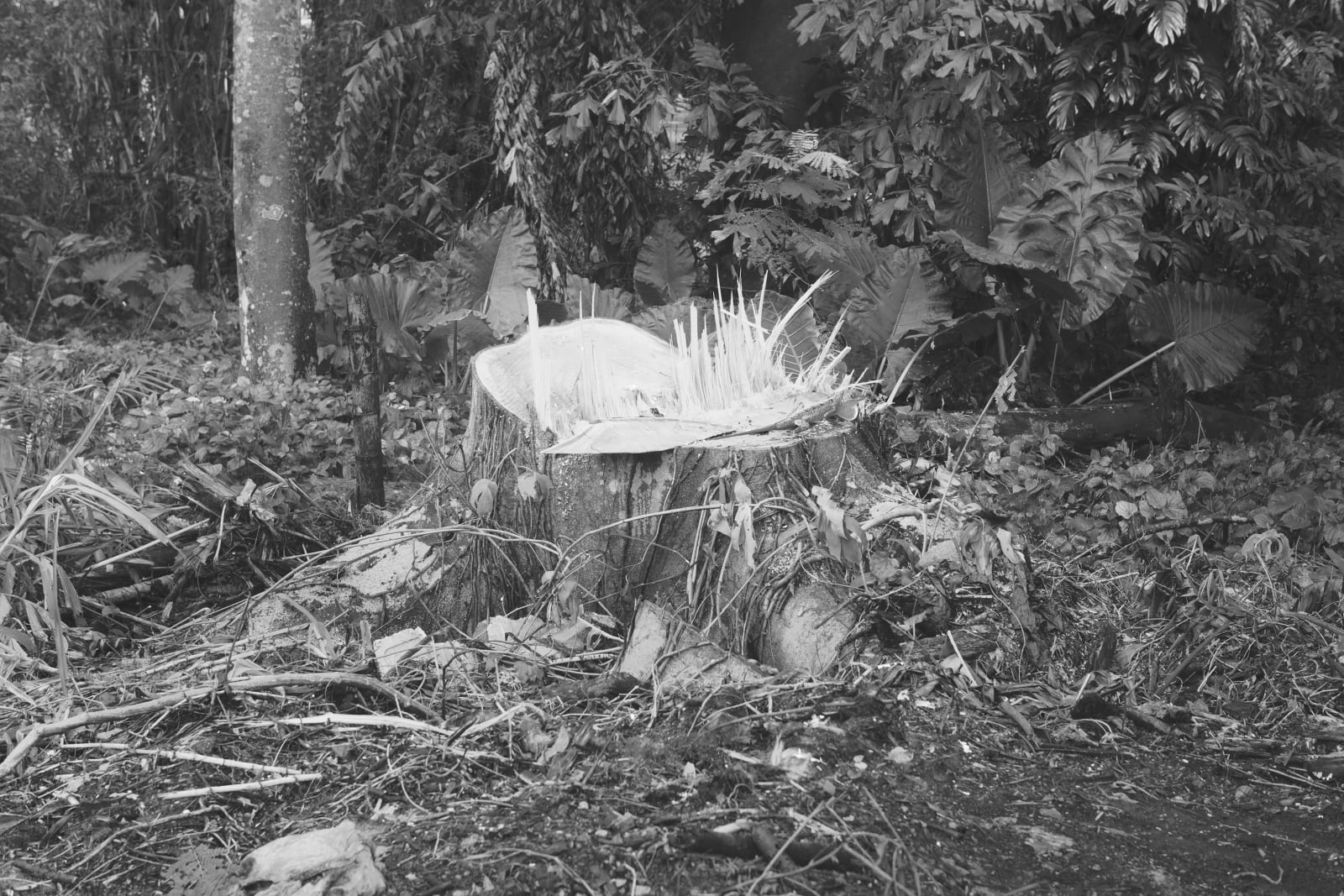 趙仁輝, 《沙氏變色蜥，新加坡》 Brown Anole , Singapore, 2019