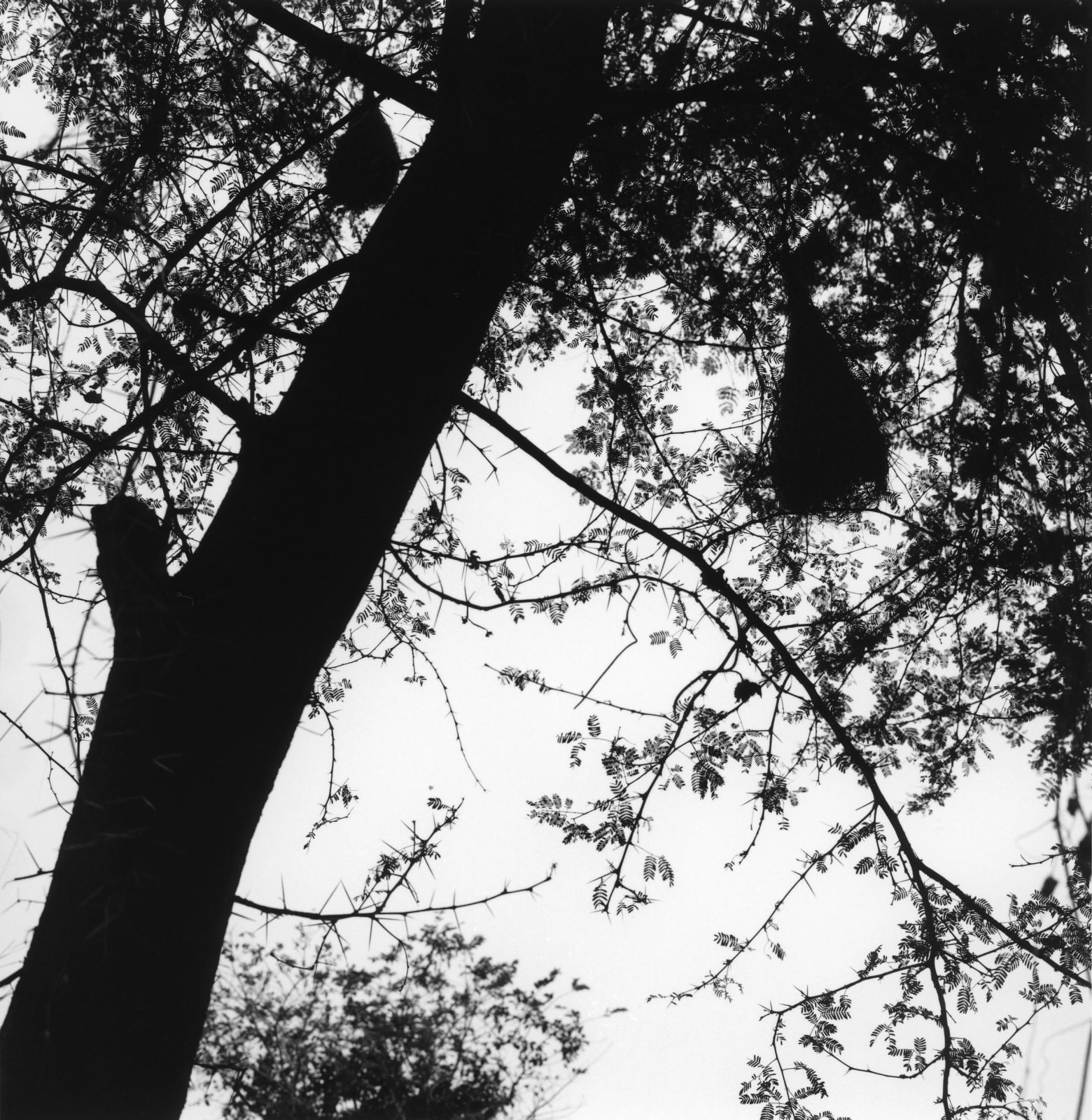 克里斯托弗．戴樂, 《沃林達文，印度》 Vrindavan, India , 2019