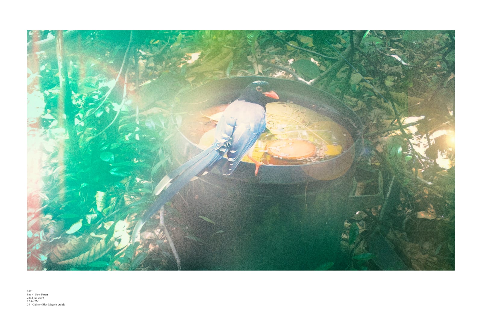 趙仁輝, 《2019年1月22日》 22 Jan 2019, 2019