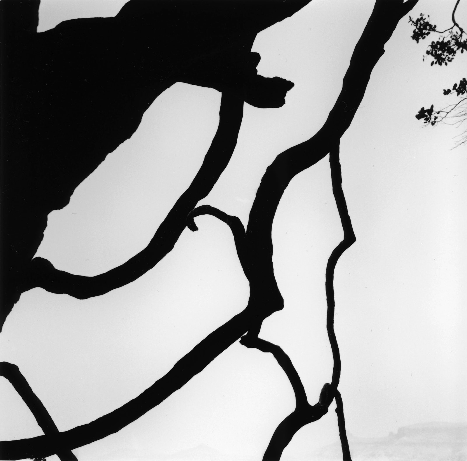 克里斯托弗．戴樂, 《Brahmagiri Hills，西高止山脈，印度》 Brahmagiri Hills, Western Ghats, India , 2020