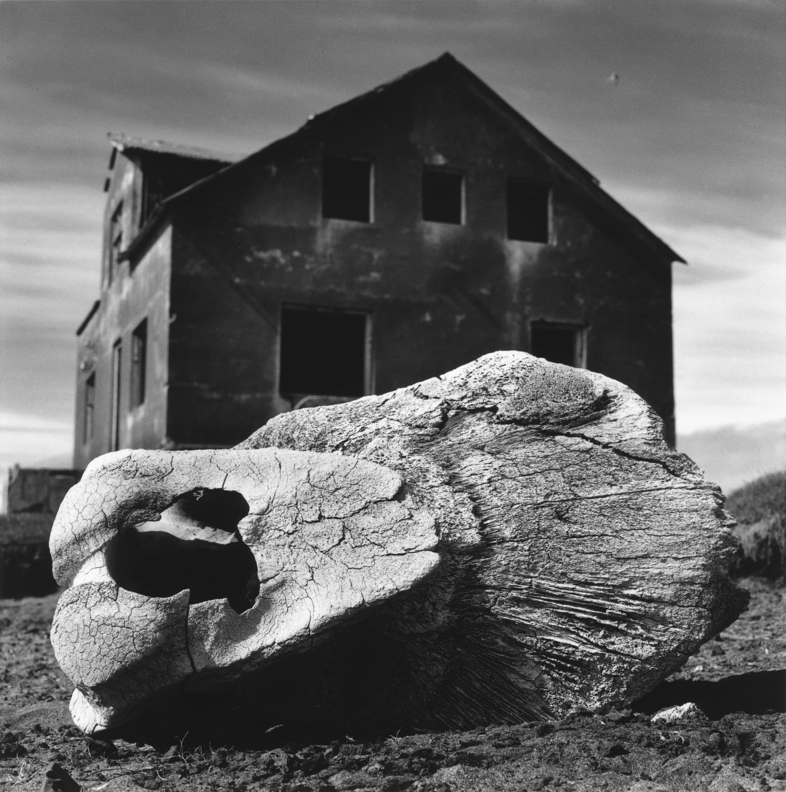 克里斯托弗．戴樂, Whale bone at Rif, Melrakkaslétta, 2015