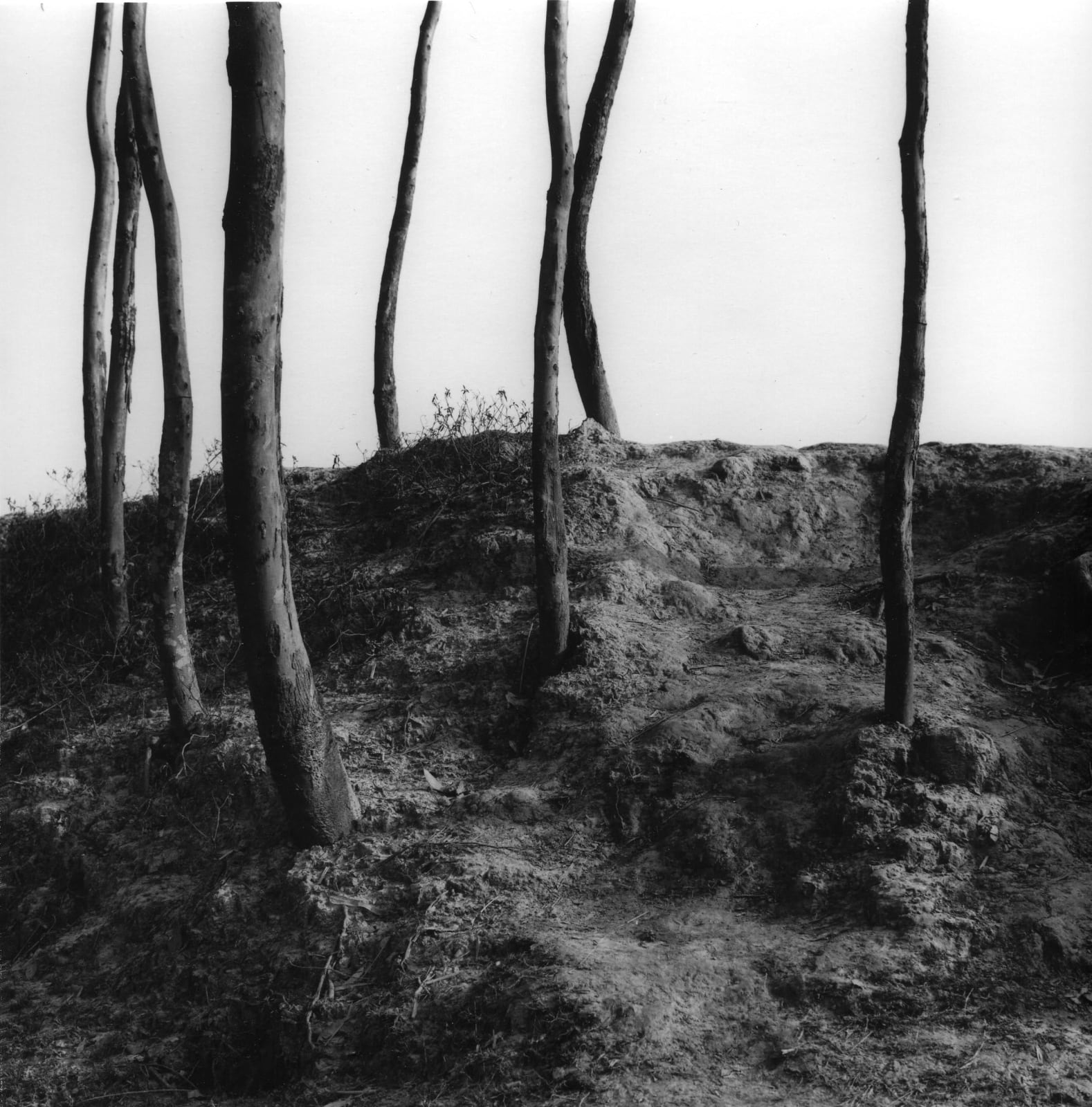 克里斯托弗．戴樂, 《蘇達班，印度》 Sunderbans, India , 2004