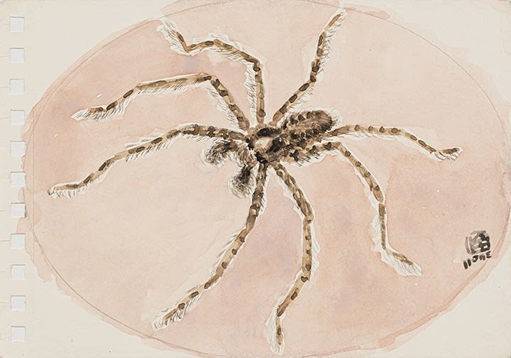 林銓居, 《夜行的蜘蛛》Nocturnal Spider, 2023