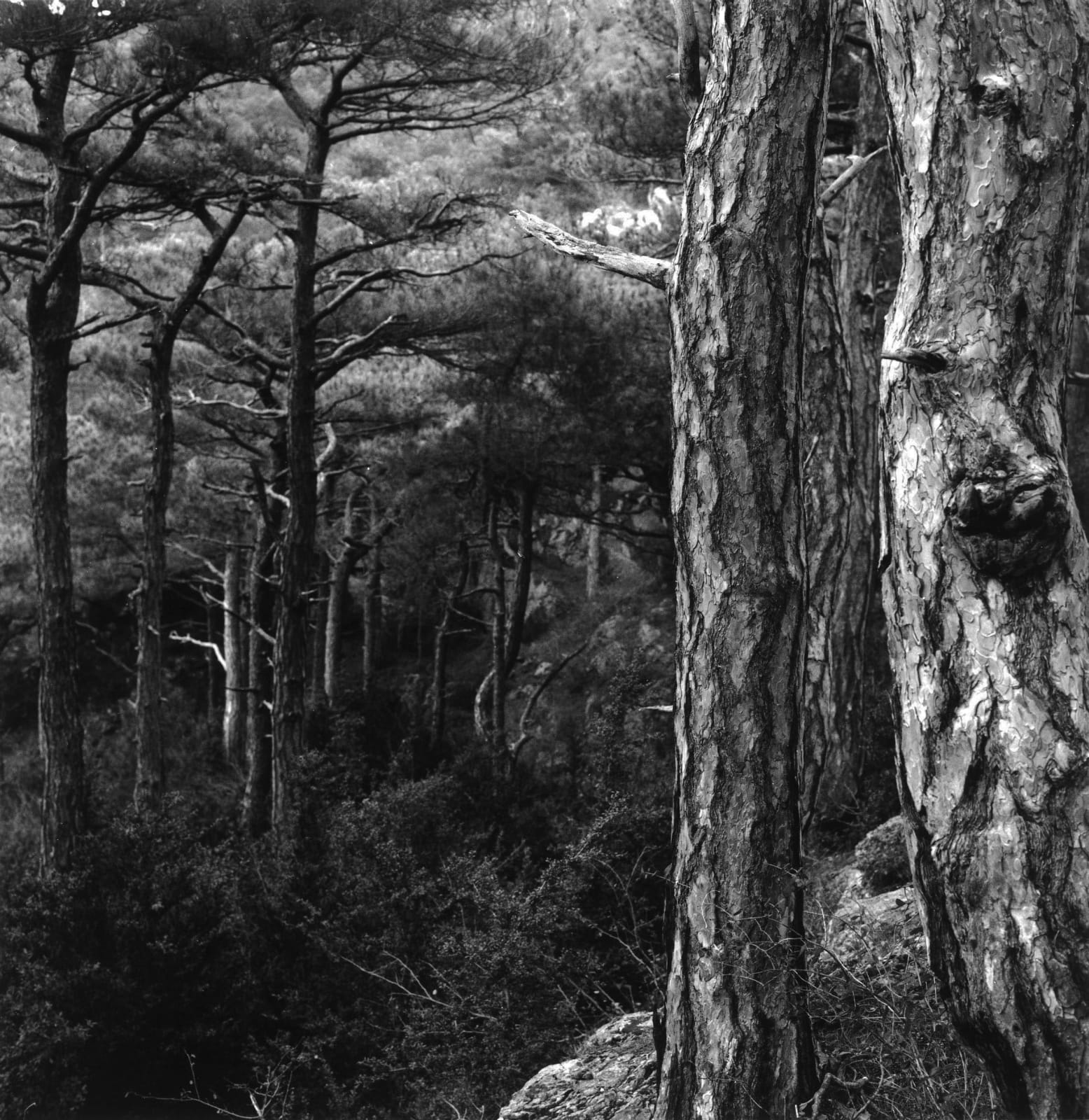 克里斯托弗．戴樂, 《Les Lavagnes，朗格多克，法國》 Les Lavagnes, Languedoc, France , 2017