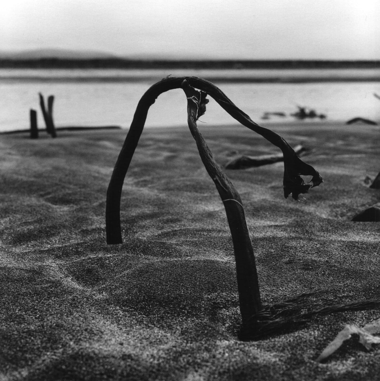 克里斯托弗．戴樂, 《昆布,Lambanes, Langanes》 Kelp, Lambanes, Langanes , 2013