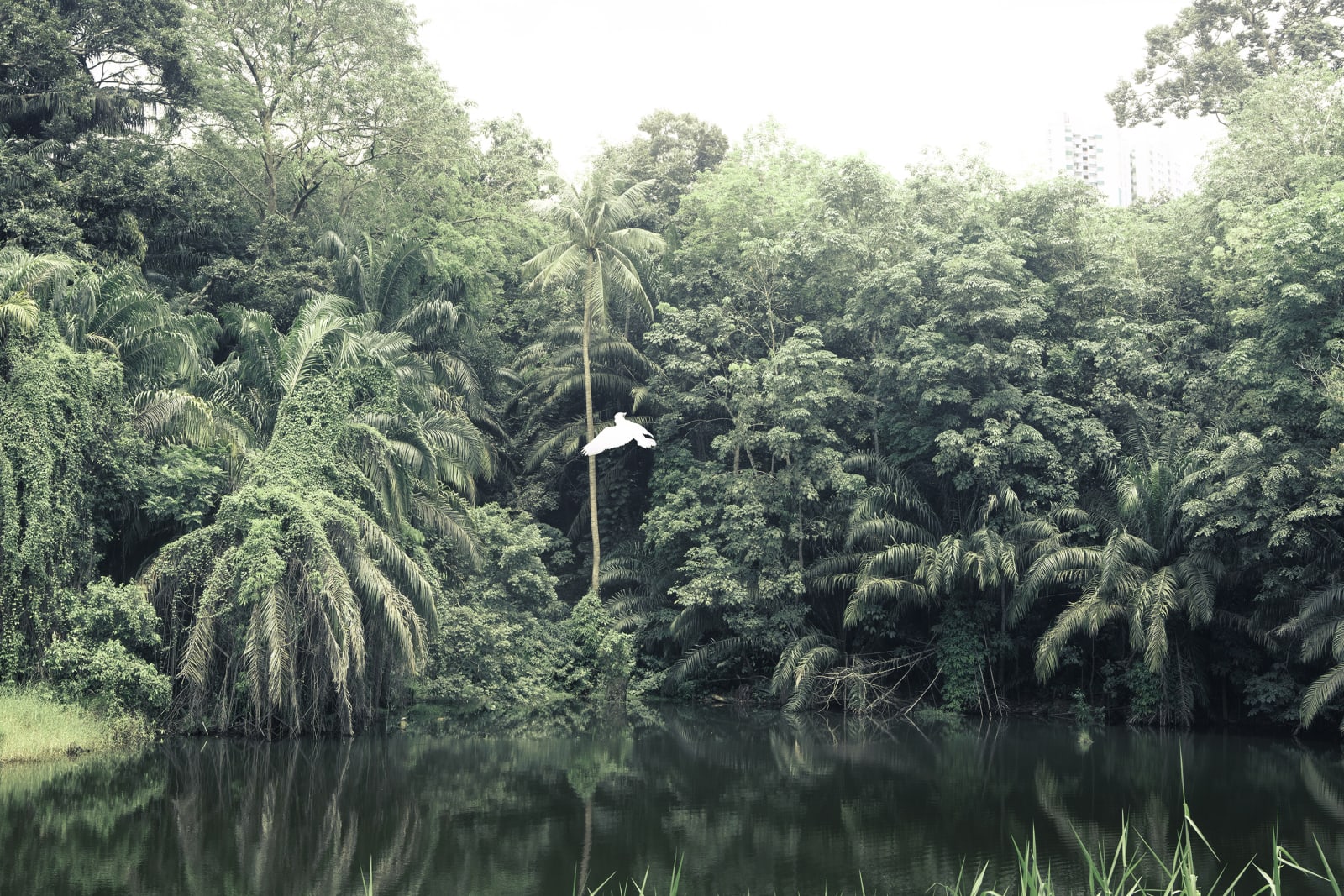 趙仁輝, 《新森林（翠鳥）II》 New Forest (Kingfisher) II, 2019