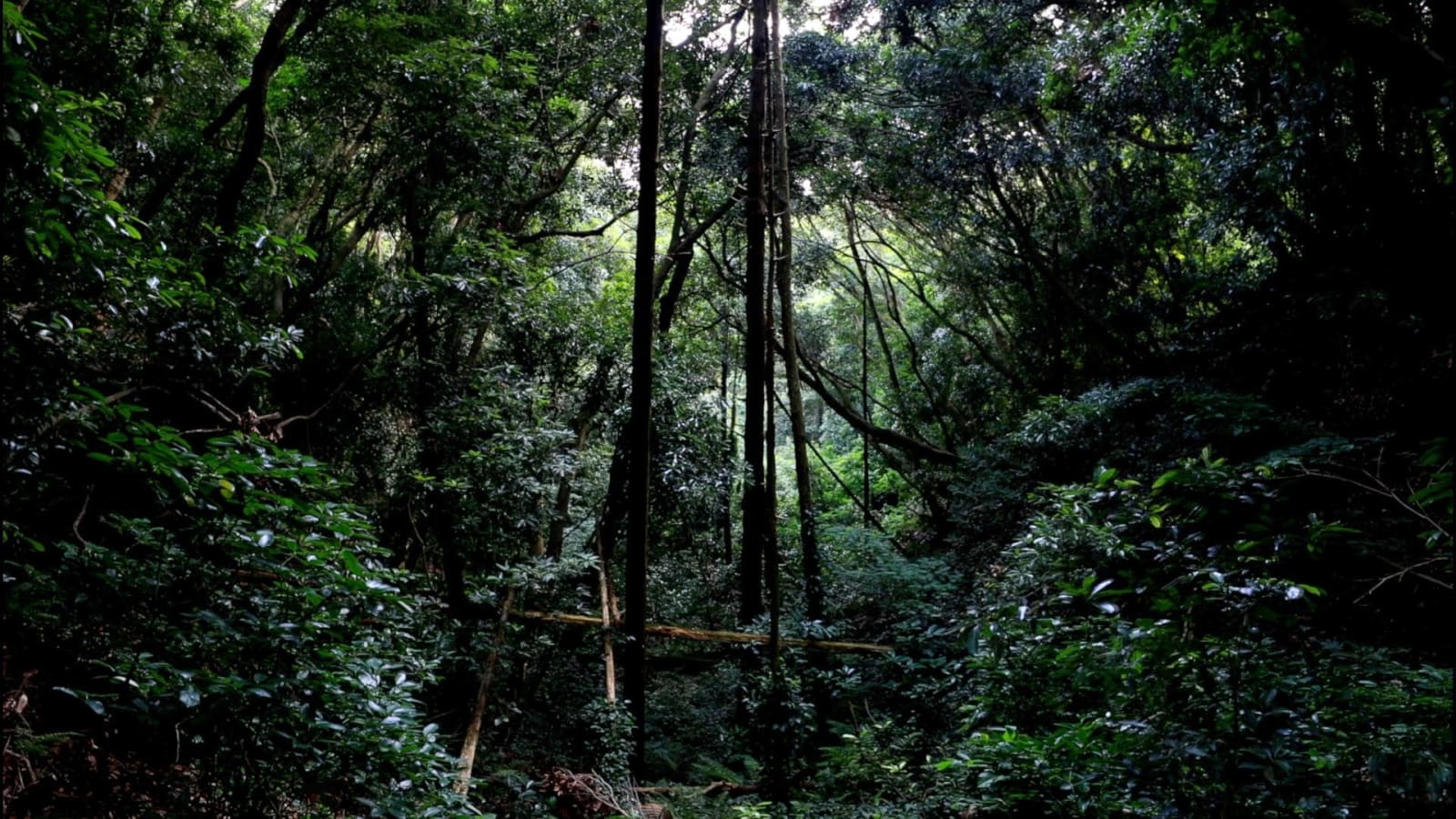 大卷伸嗣, 《存在的細語》 Rustle of Existence, 2020-2022