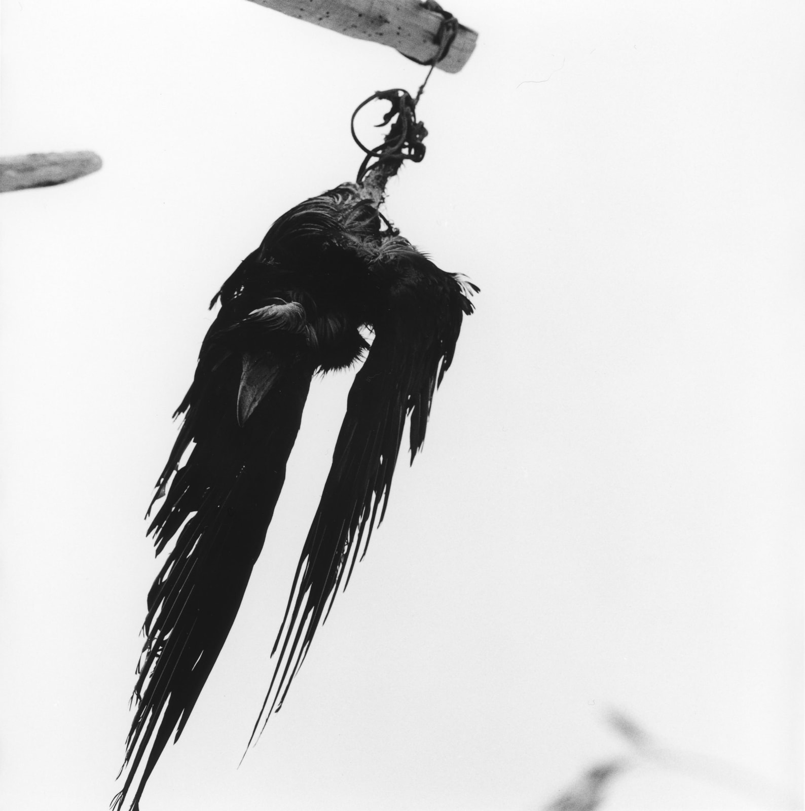 克里斯托弗．戴樂, 《渡鴉,Harðbakur, Melrakkaslétta 》 Raven, Harðbakur where Sigfús was born, Melrakkaslétta , 2012