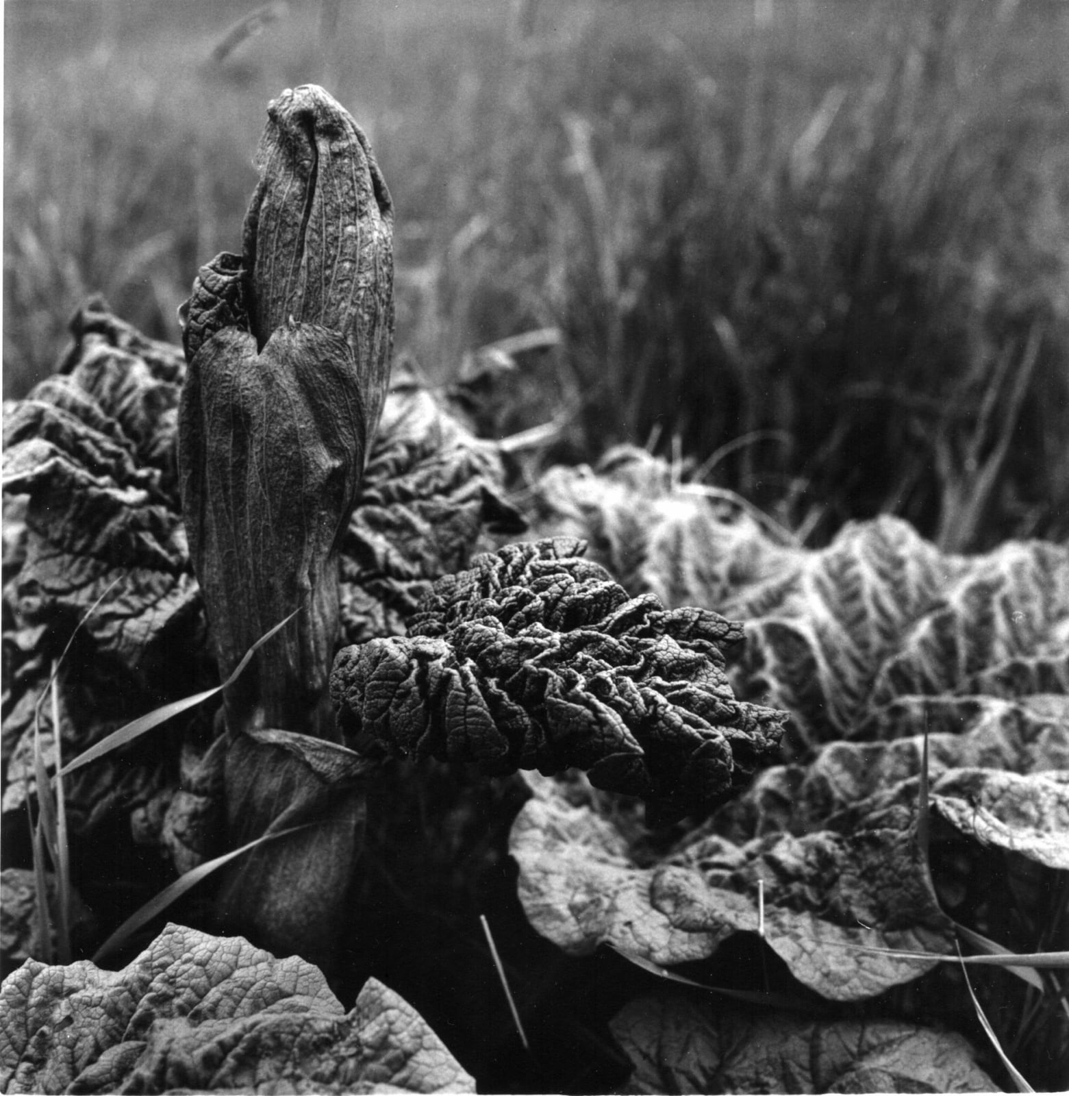 克里斯托弗．戴樂, 《大黃根, Steinholt》 Early summer rhubarb, Steinholt, 2015