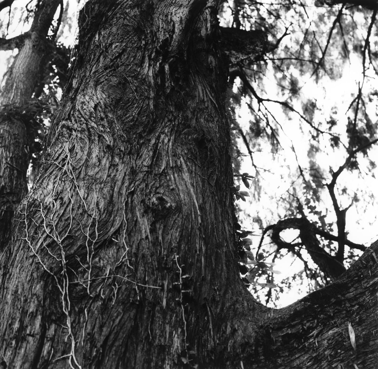 克里斯托弗．戴樂, 《米蘭，義大利 1》 Milan, Italy 1, 2019