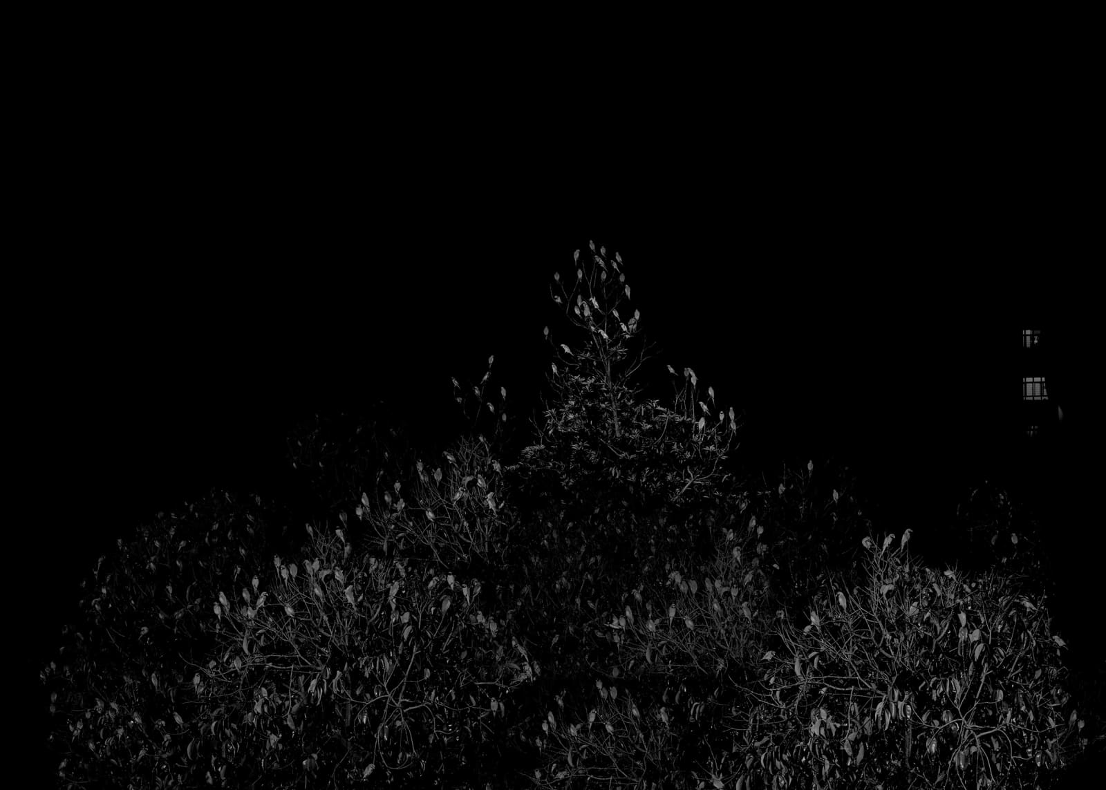 趙仁輝, 《鸚鵡計數 I，新加坡》 Parrot Count I, Singapore, 2019